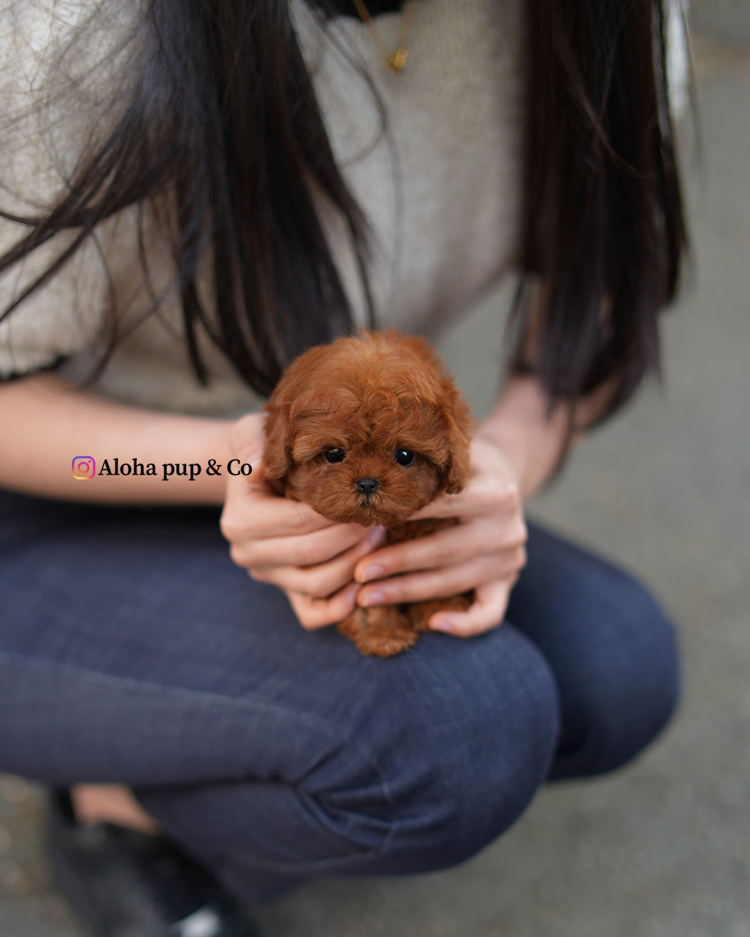 Gina [TEACUP POODLE]