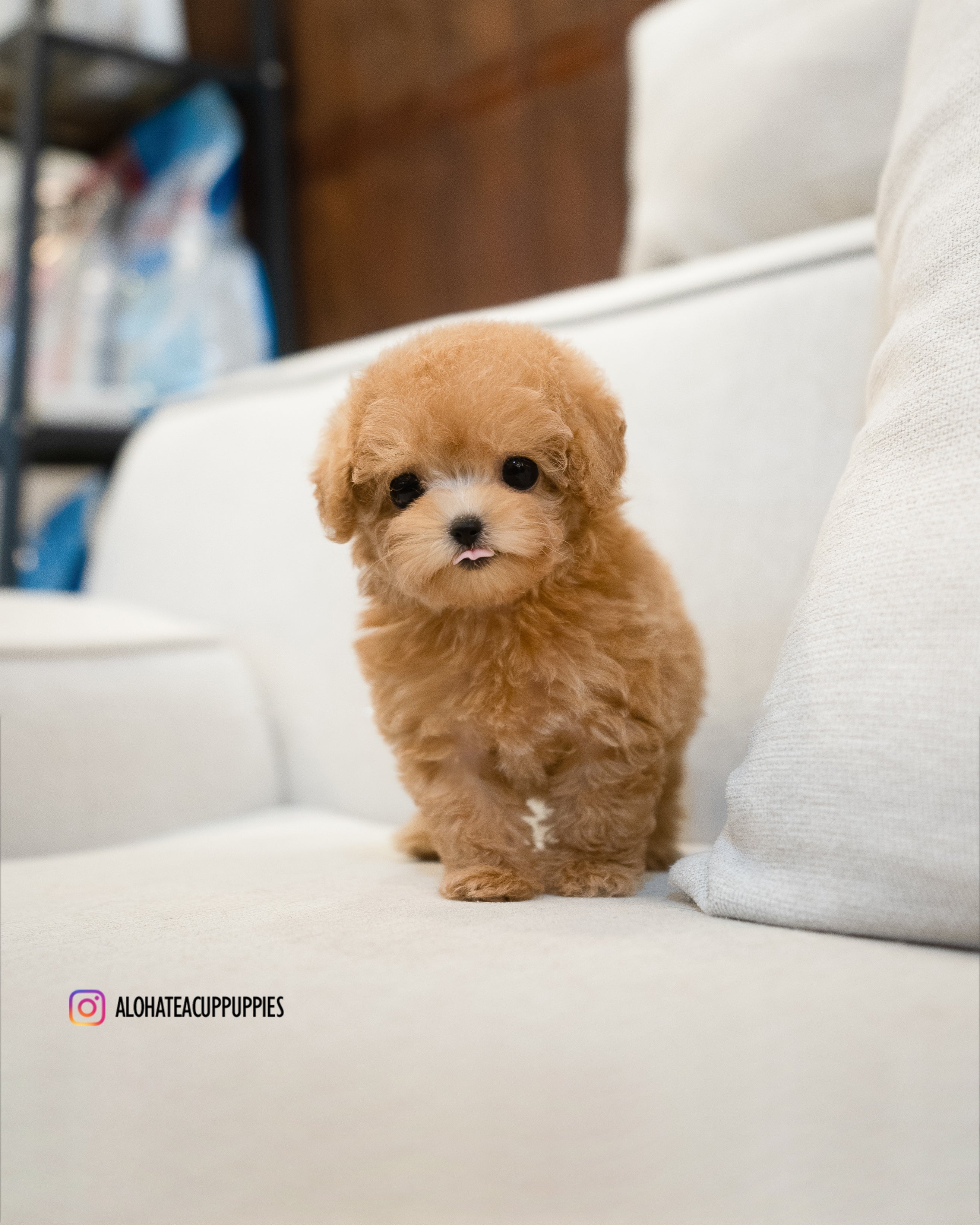 Joe [TEACUP POODLE]