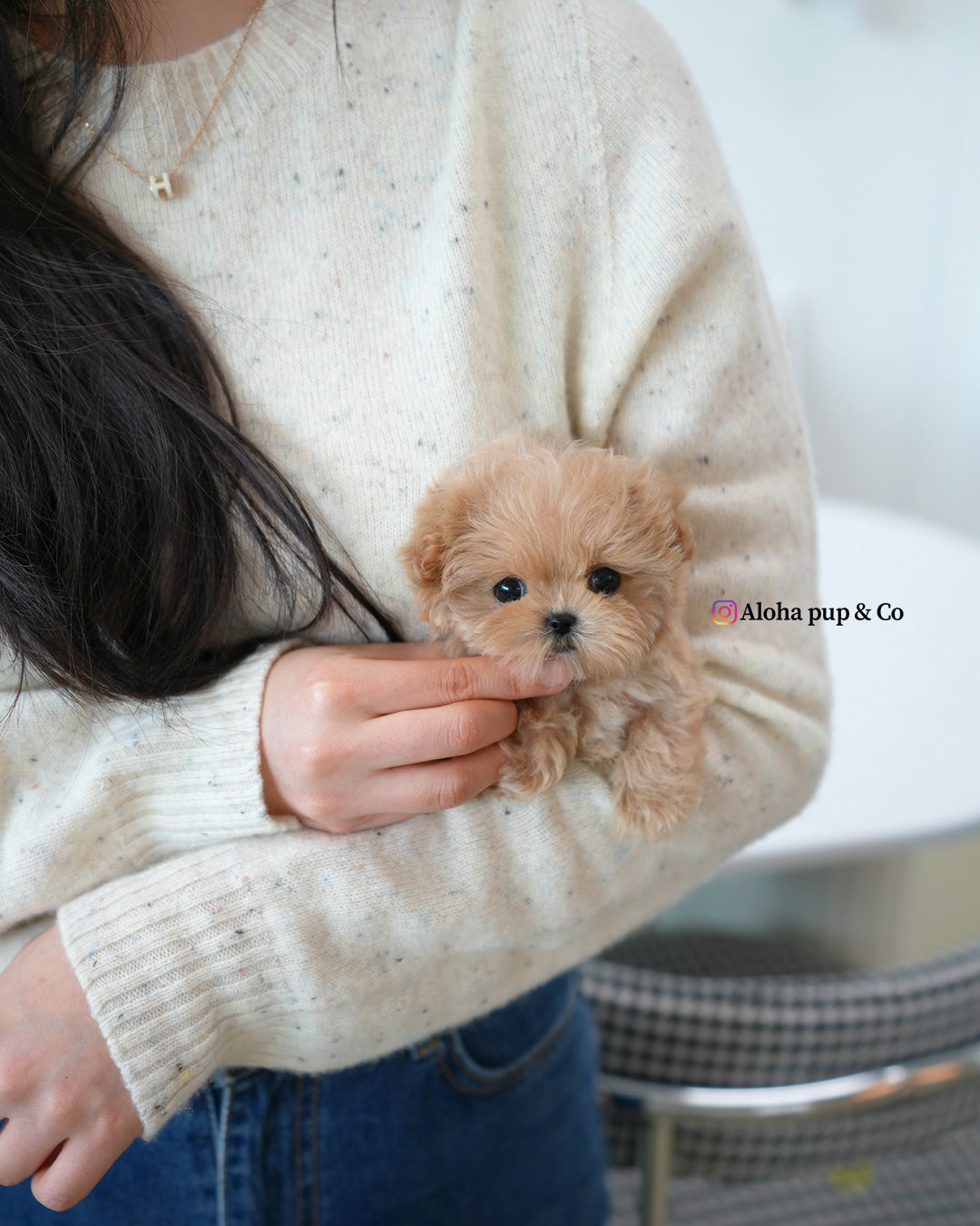 Rex [TEACUP MALTIPOO]