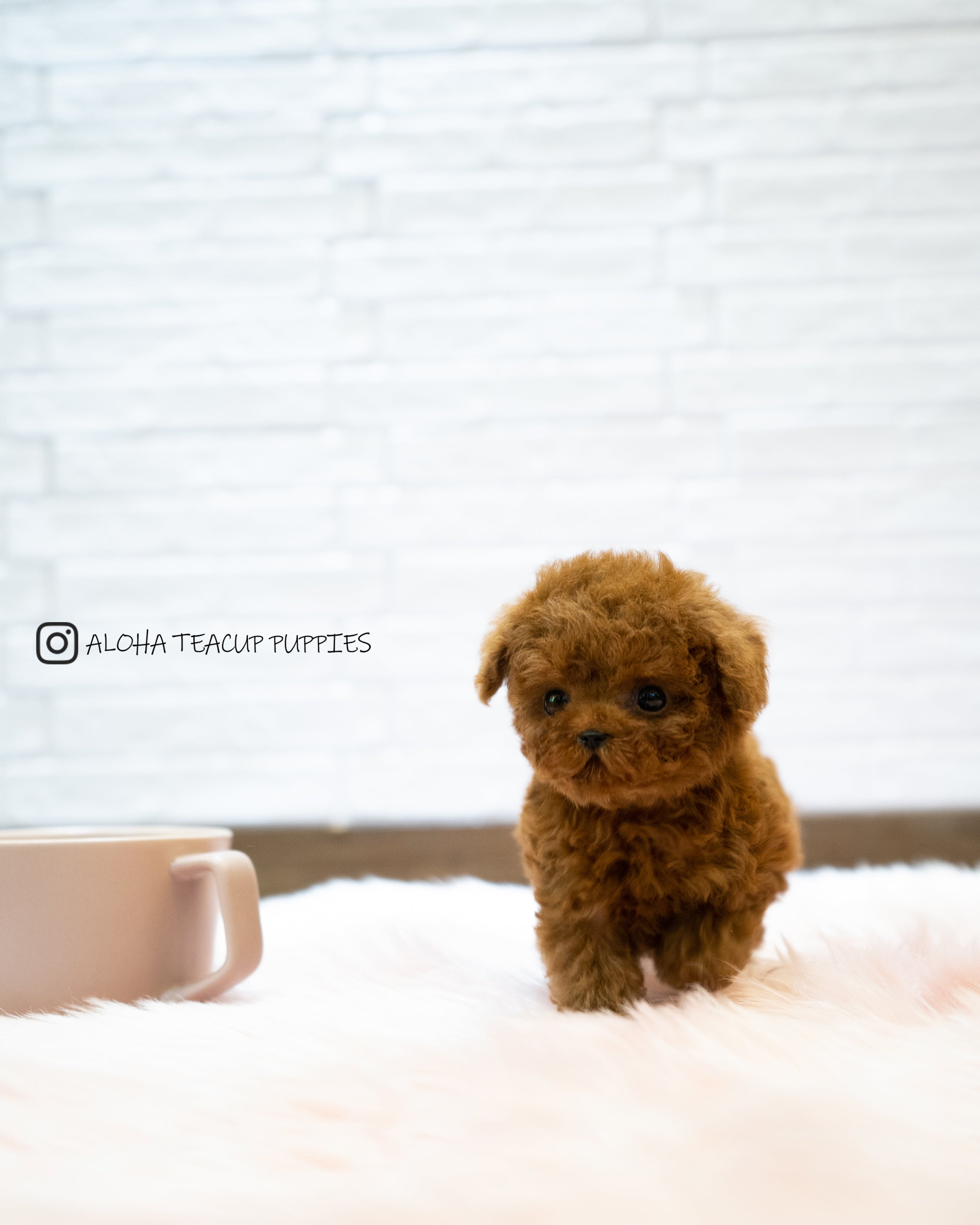 Sonny [TEACUP POODLE]