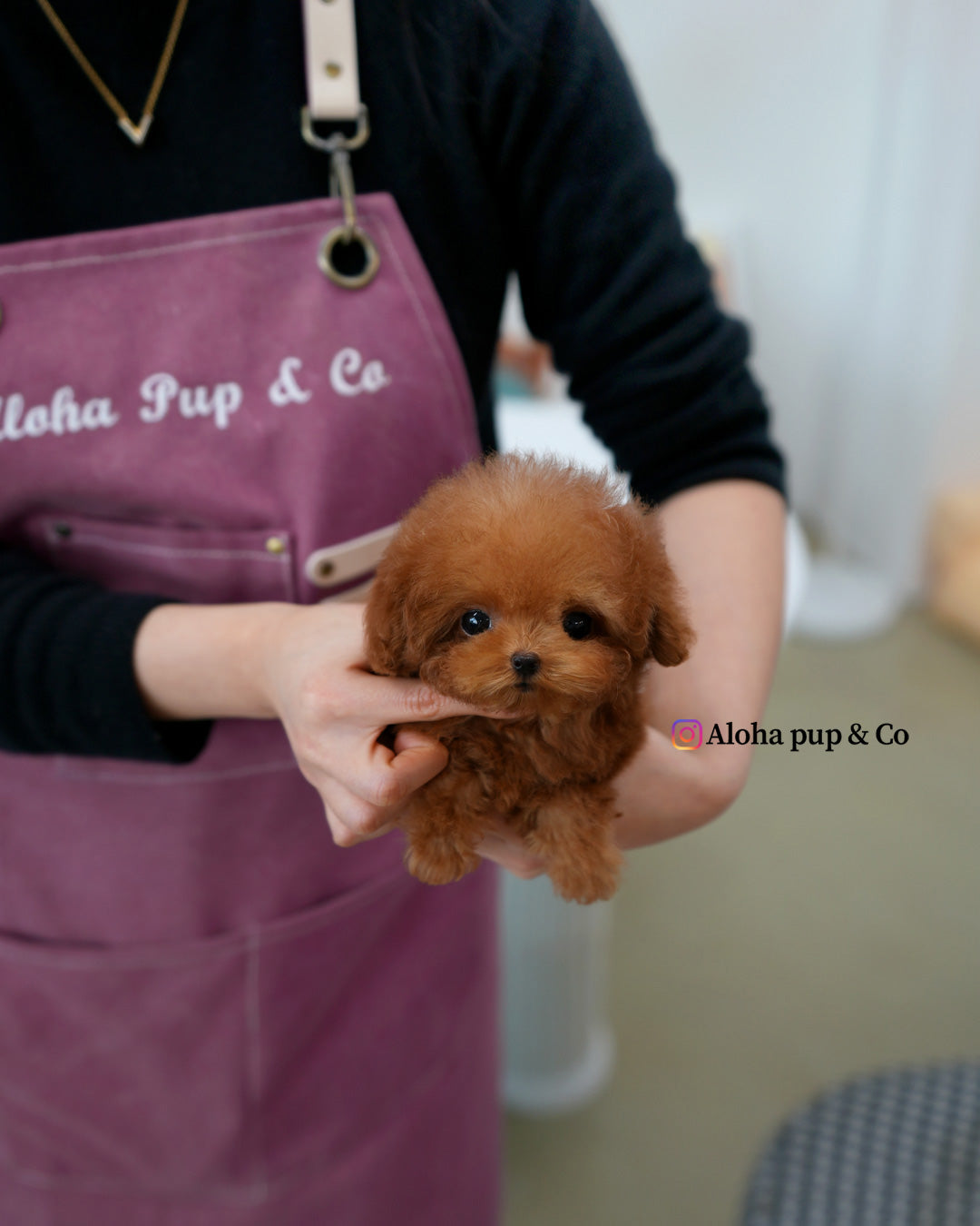 Theo [TEACUP POODLE]