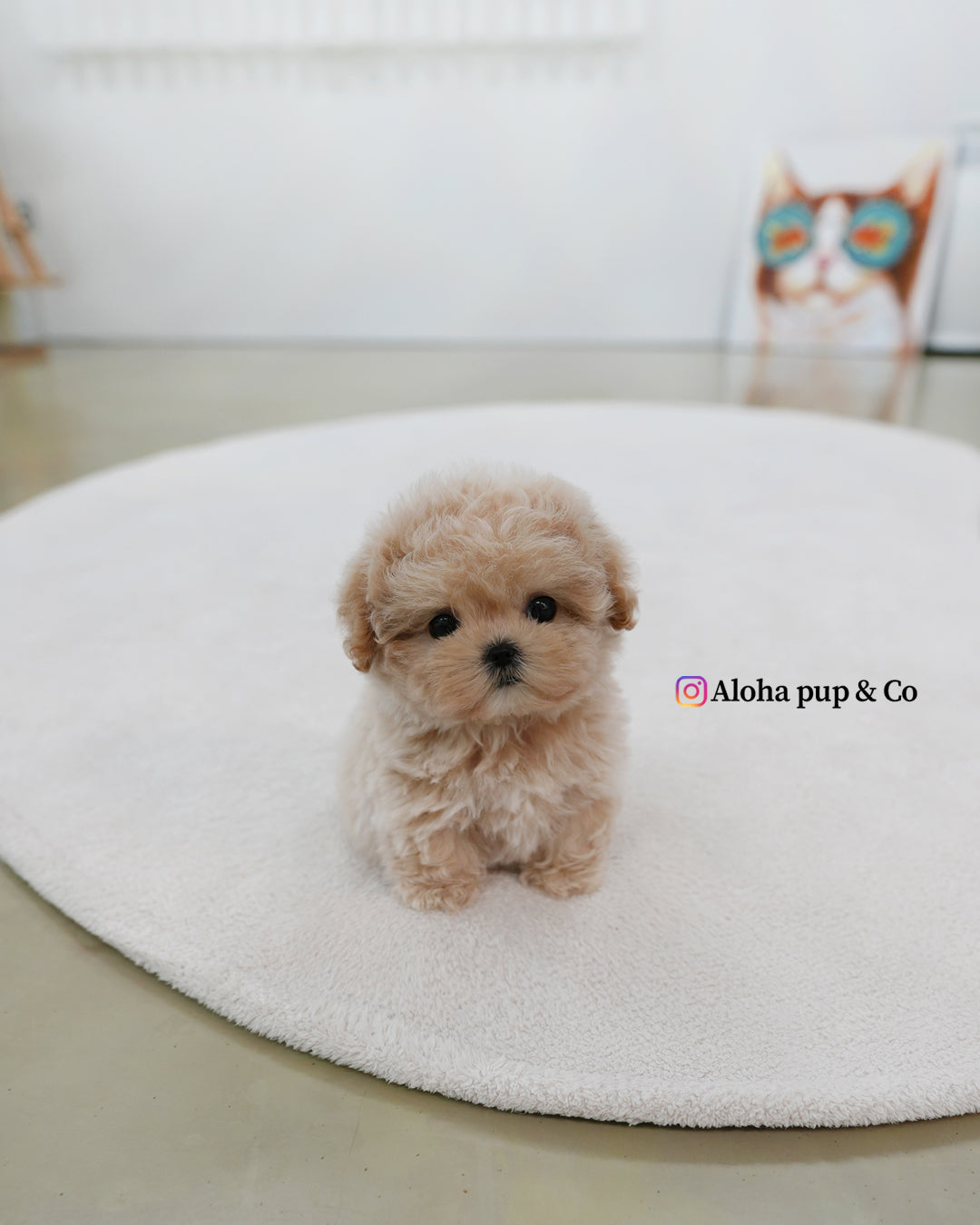 Nina [TEACUP MALTIPOO]