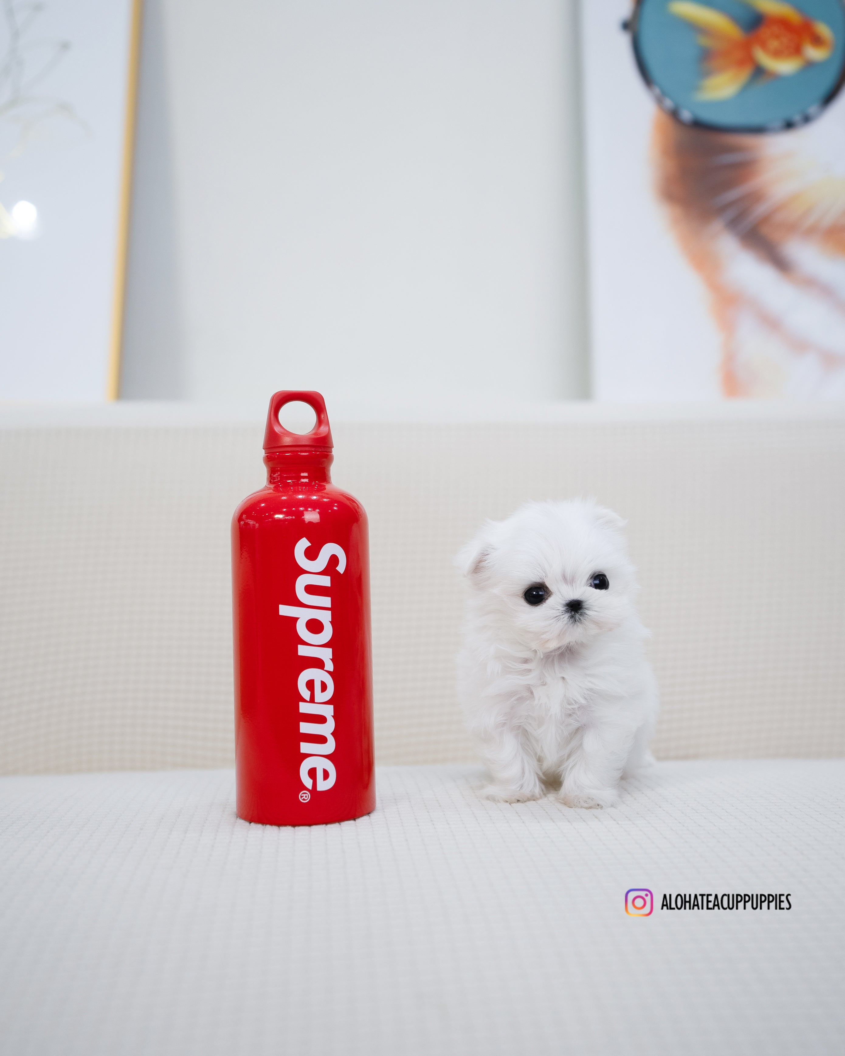 Dior [TEACUP MALTESE]