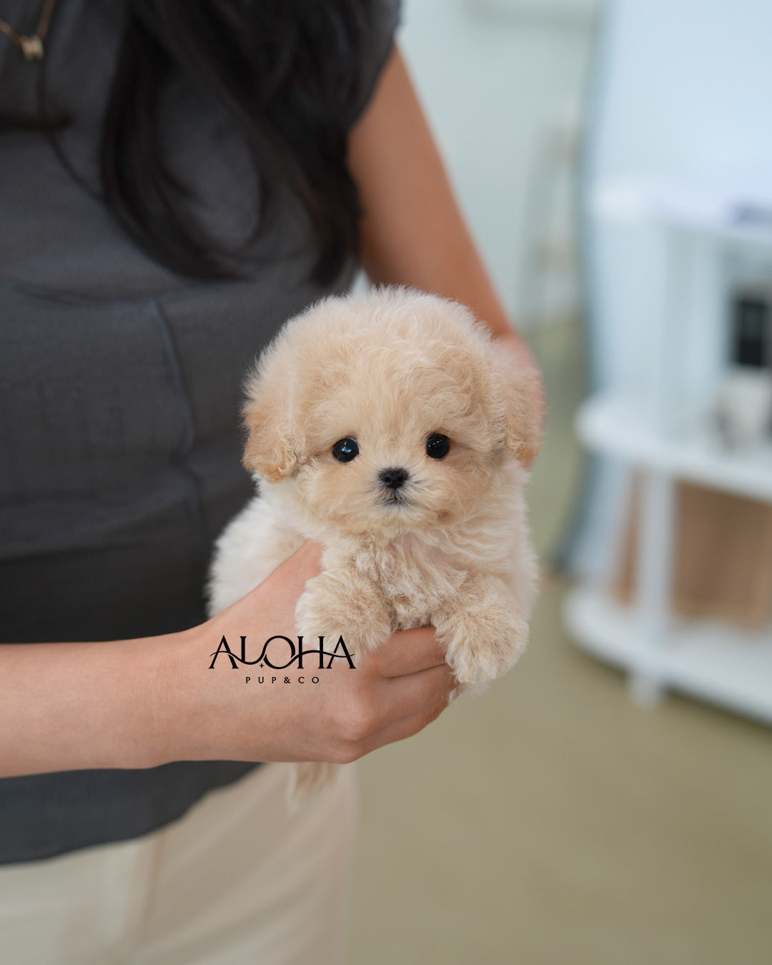 Latte [TEACUP MALTIPOO]