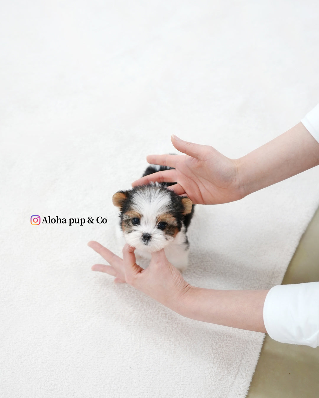 Jude [TEACUP Biewer Terrier]