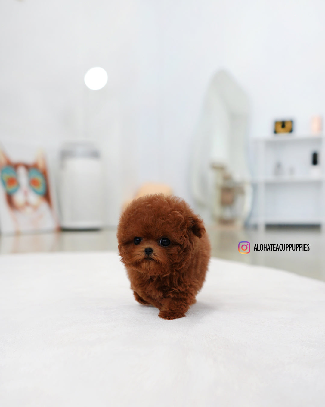 Joy [TEACUP POODLE]