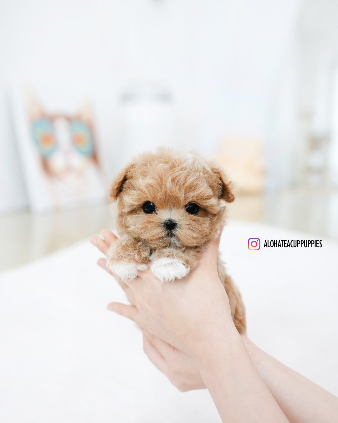 Zion [TEACUP MALTIPOO]