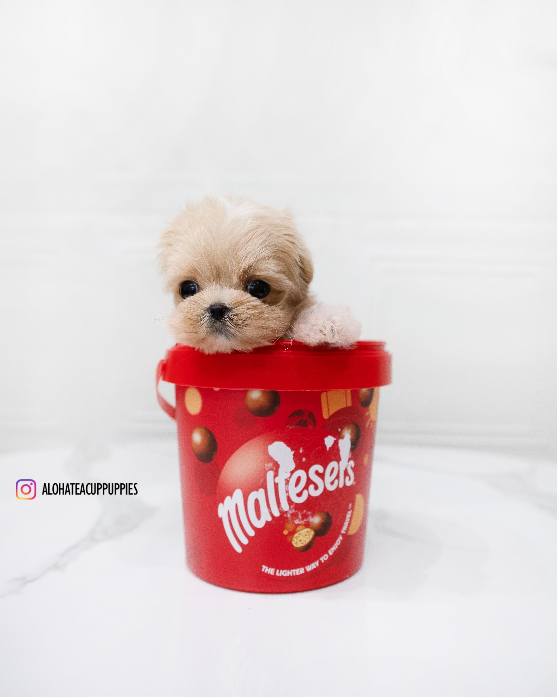 Dicaprio [TEACUP MALTIPOO]