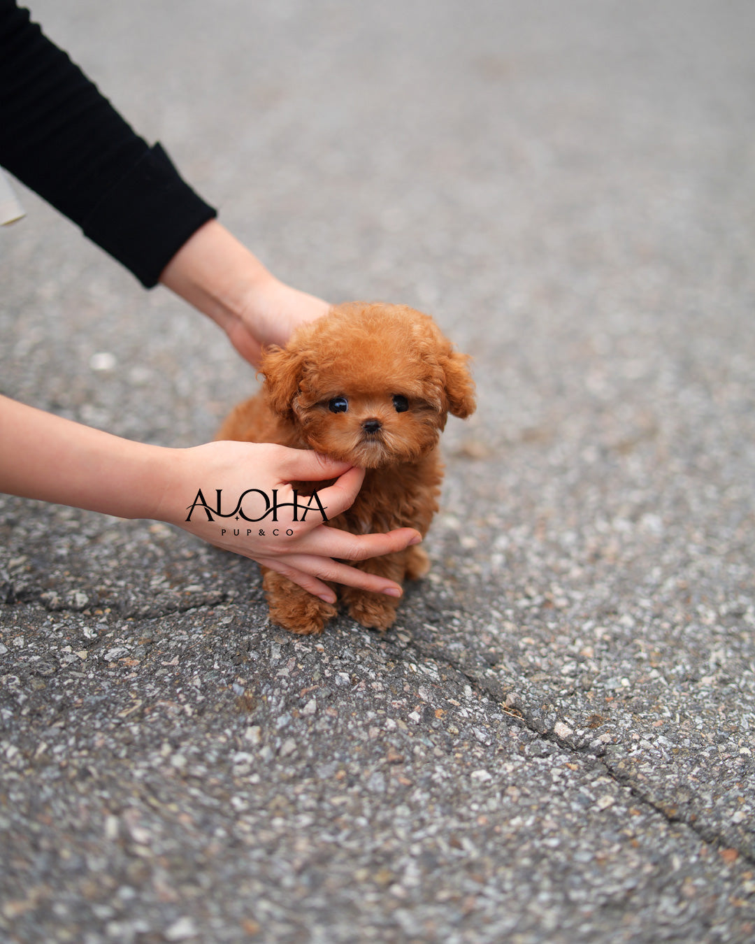 Macaron [TEACUP POODLE]