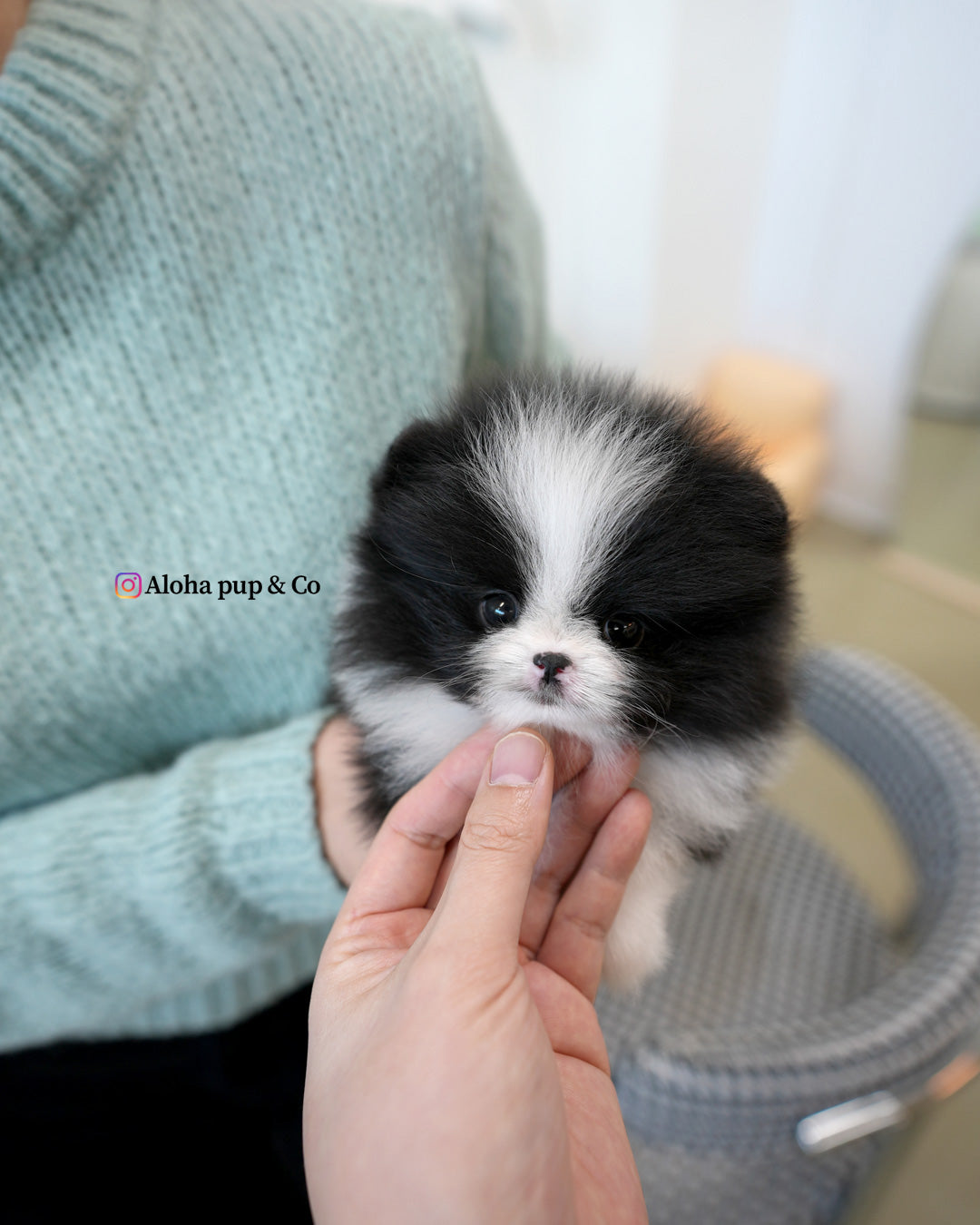 Lacie [POMERANIA TAZA DE TÉ]
