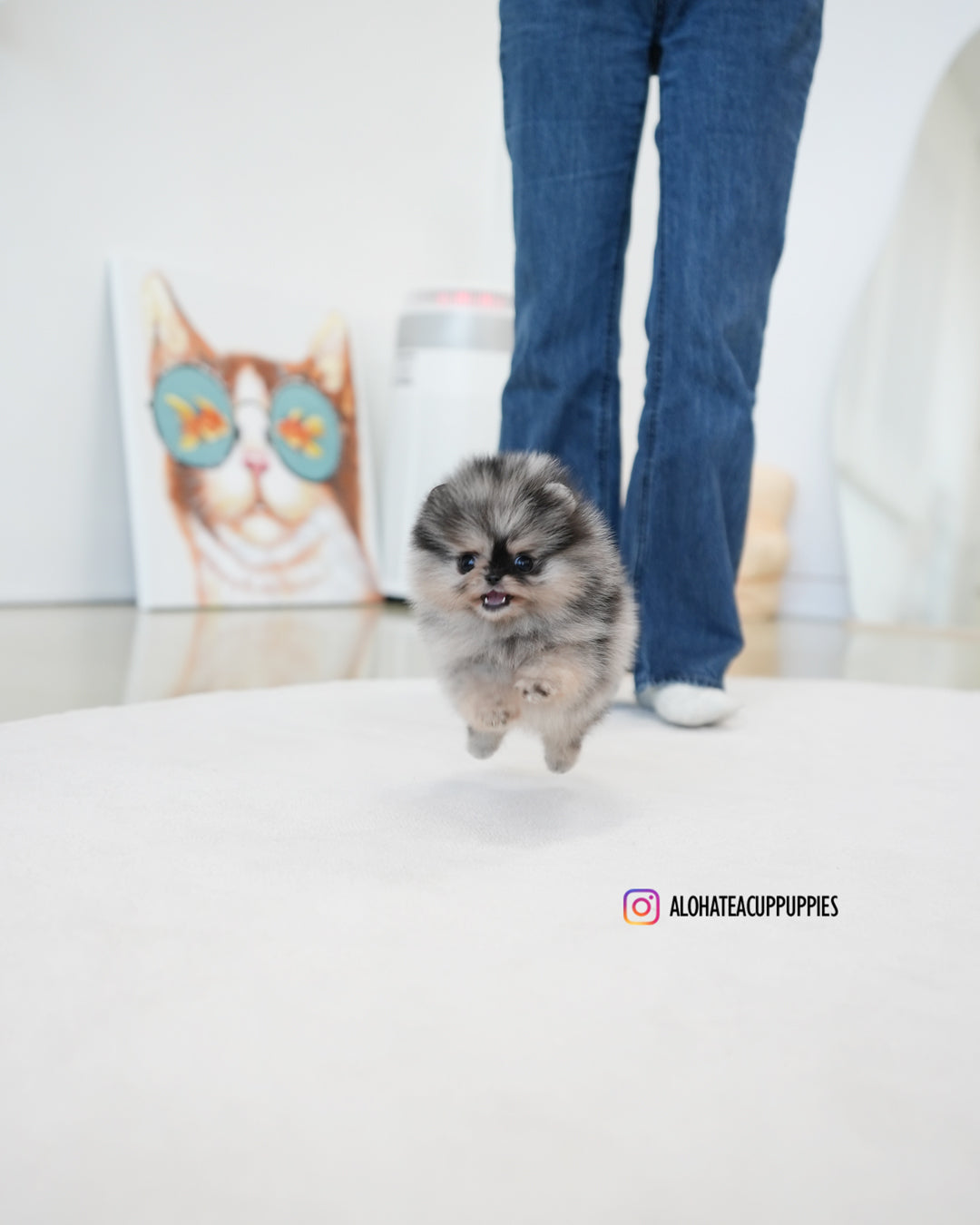 Benz [POMERANIA TAZA DE TÉ]