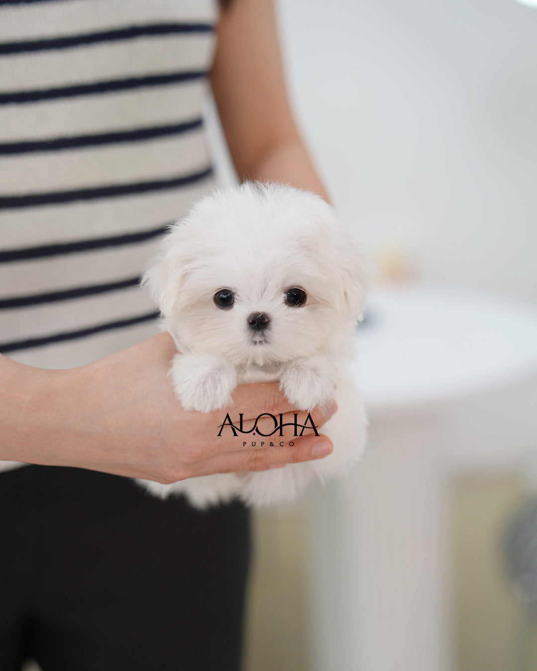 Sera [TEACUP Maltese]
