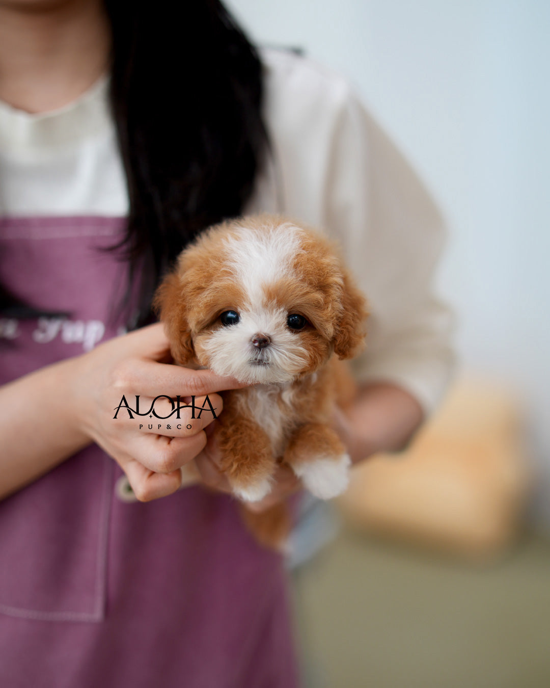 Molly [TEACUP MALTIPOO]