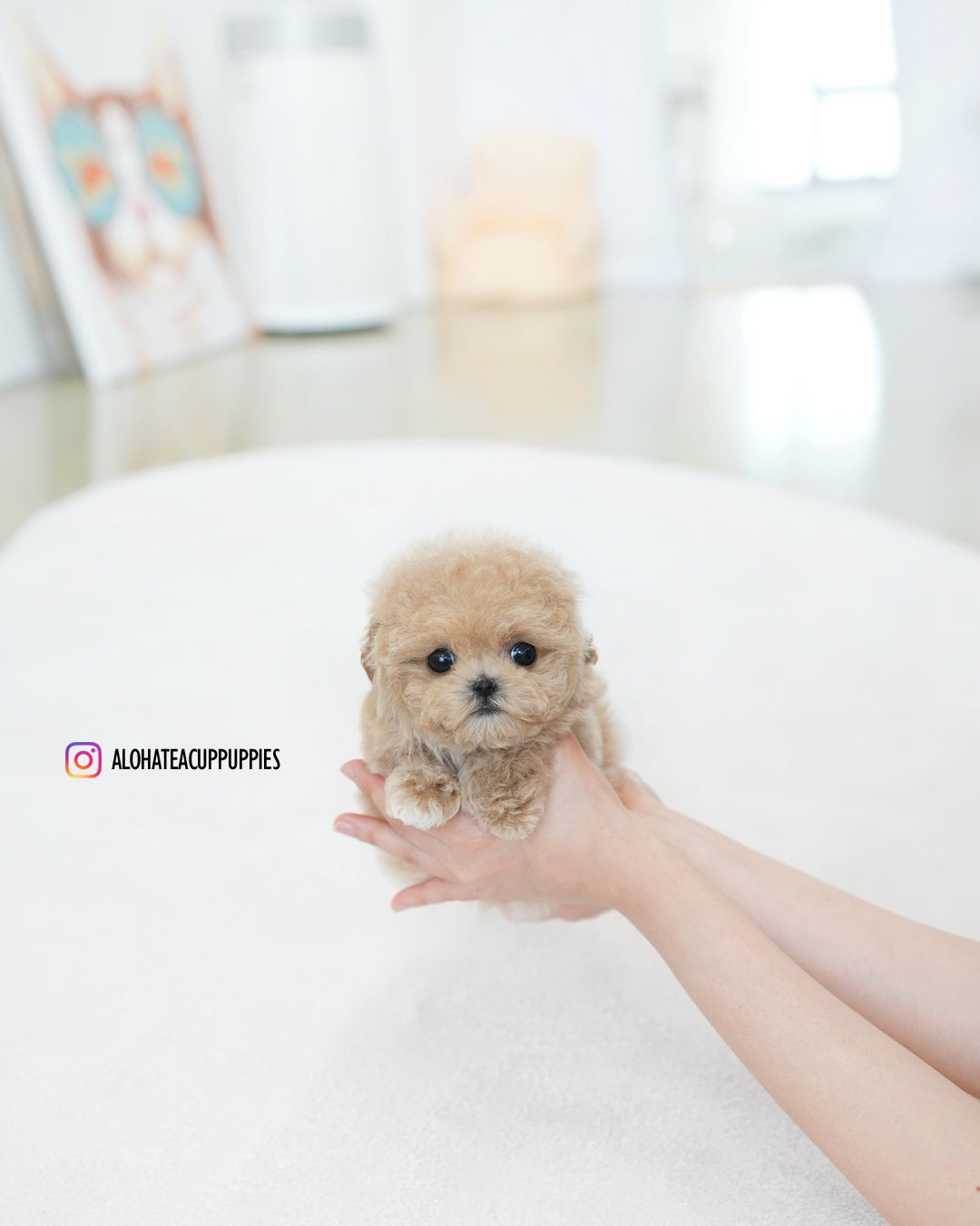 Ashley [TEACUP MALTIPOO]