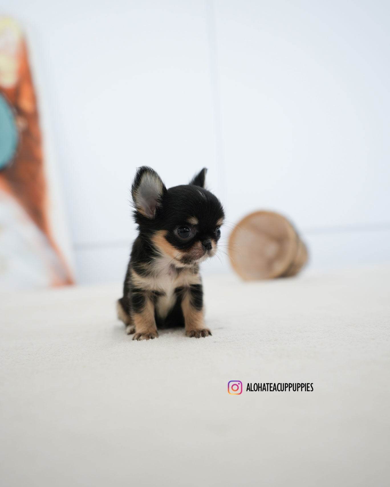 Dewey [TEACUP CHIHUAHUA]