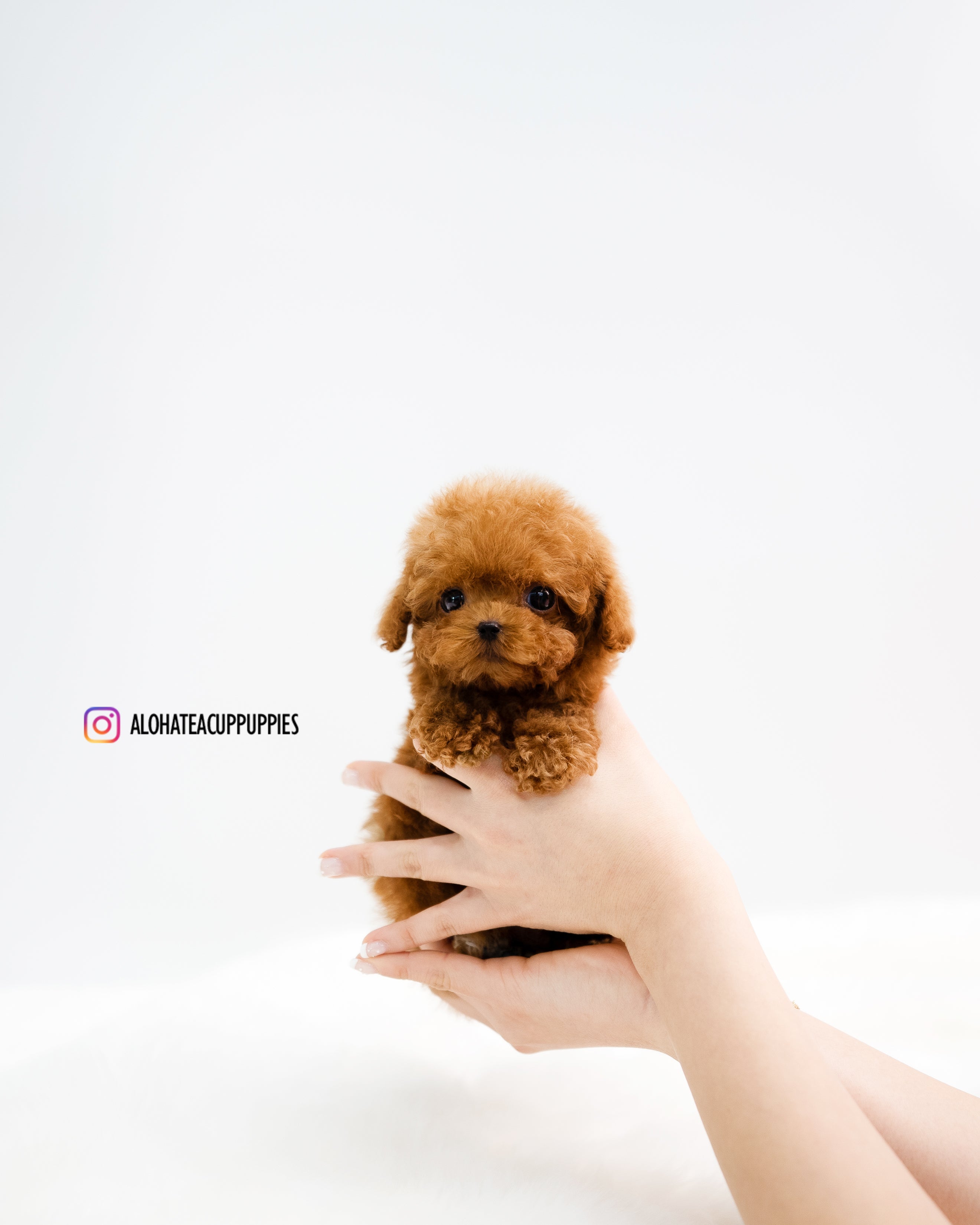 Rye [TEACUP POODLE]