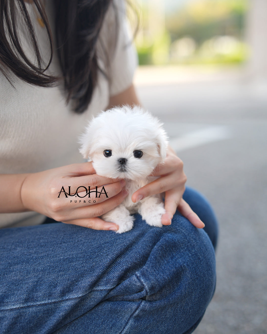 Poe [TEACUP Maltese]