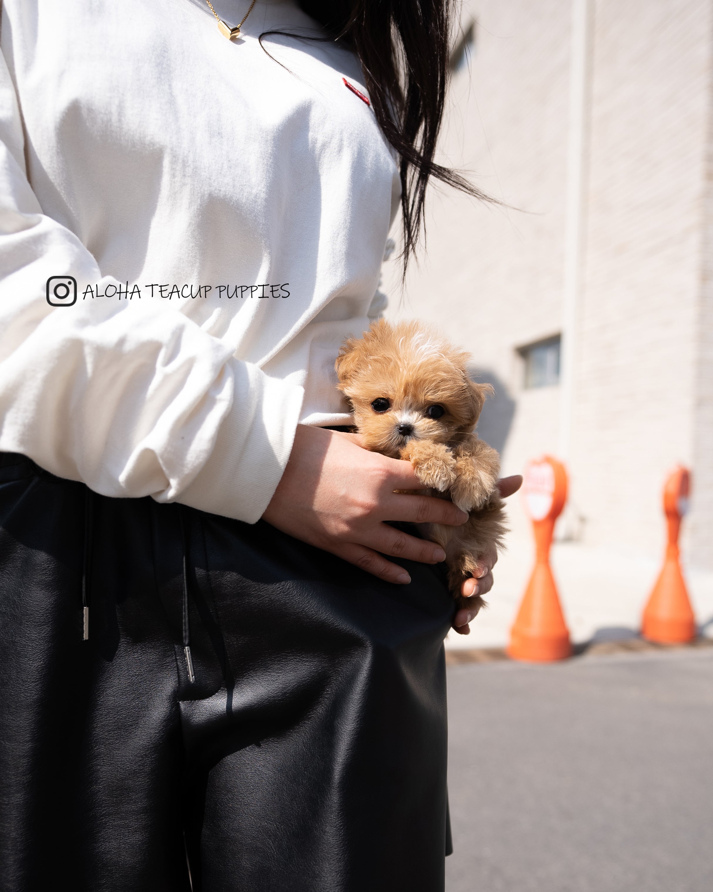 Vincent [TEACUP MALTIPOO]