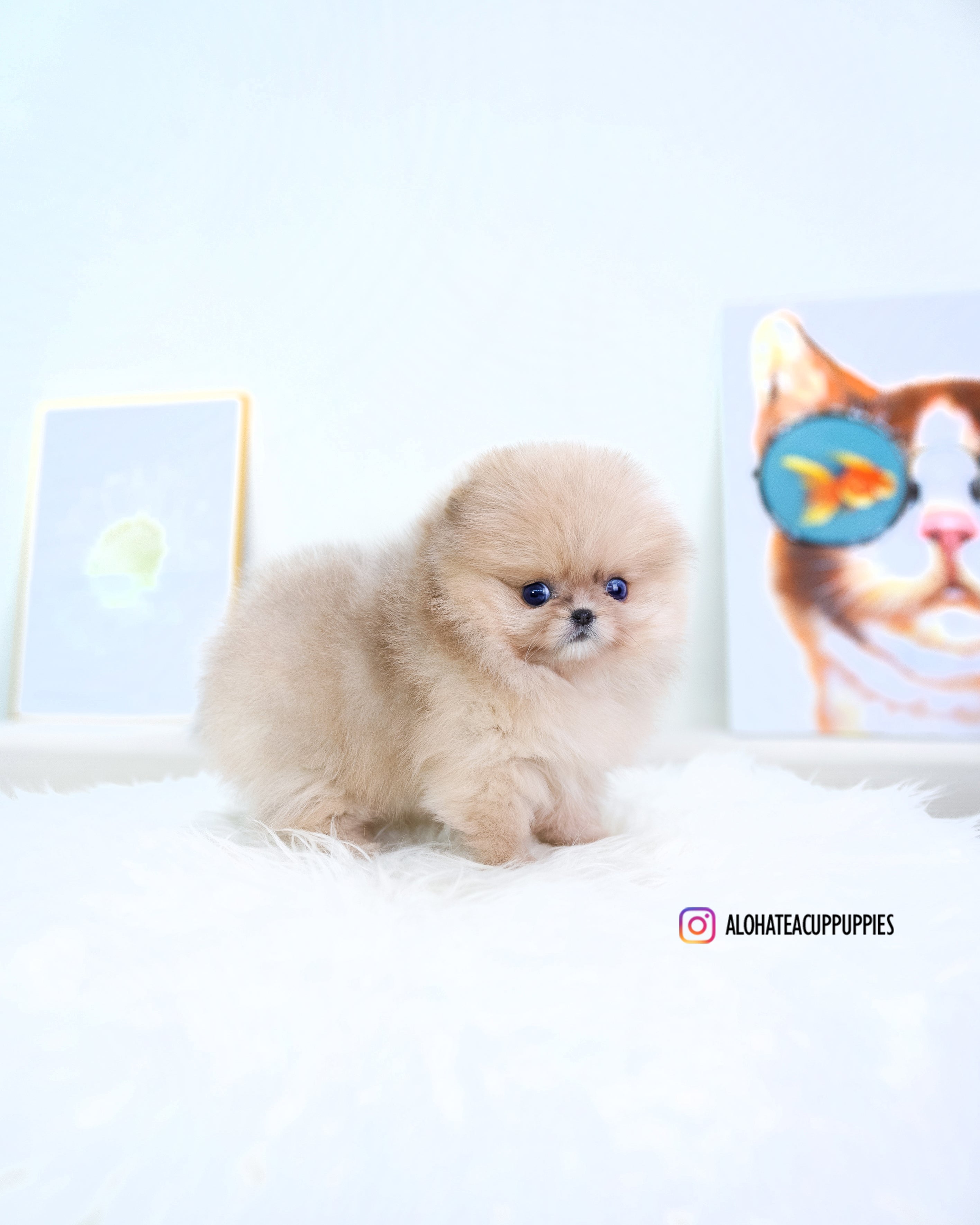 Gideon [TEACUP POMERANIAN]