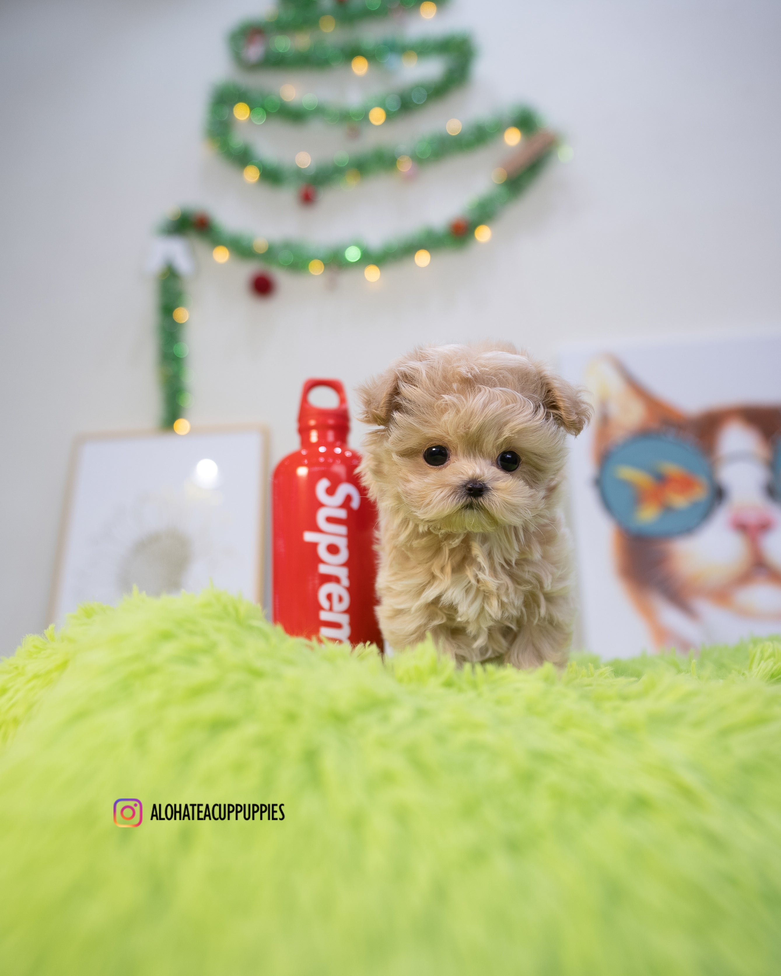 Nico [TEACUP MALTIPOO]