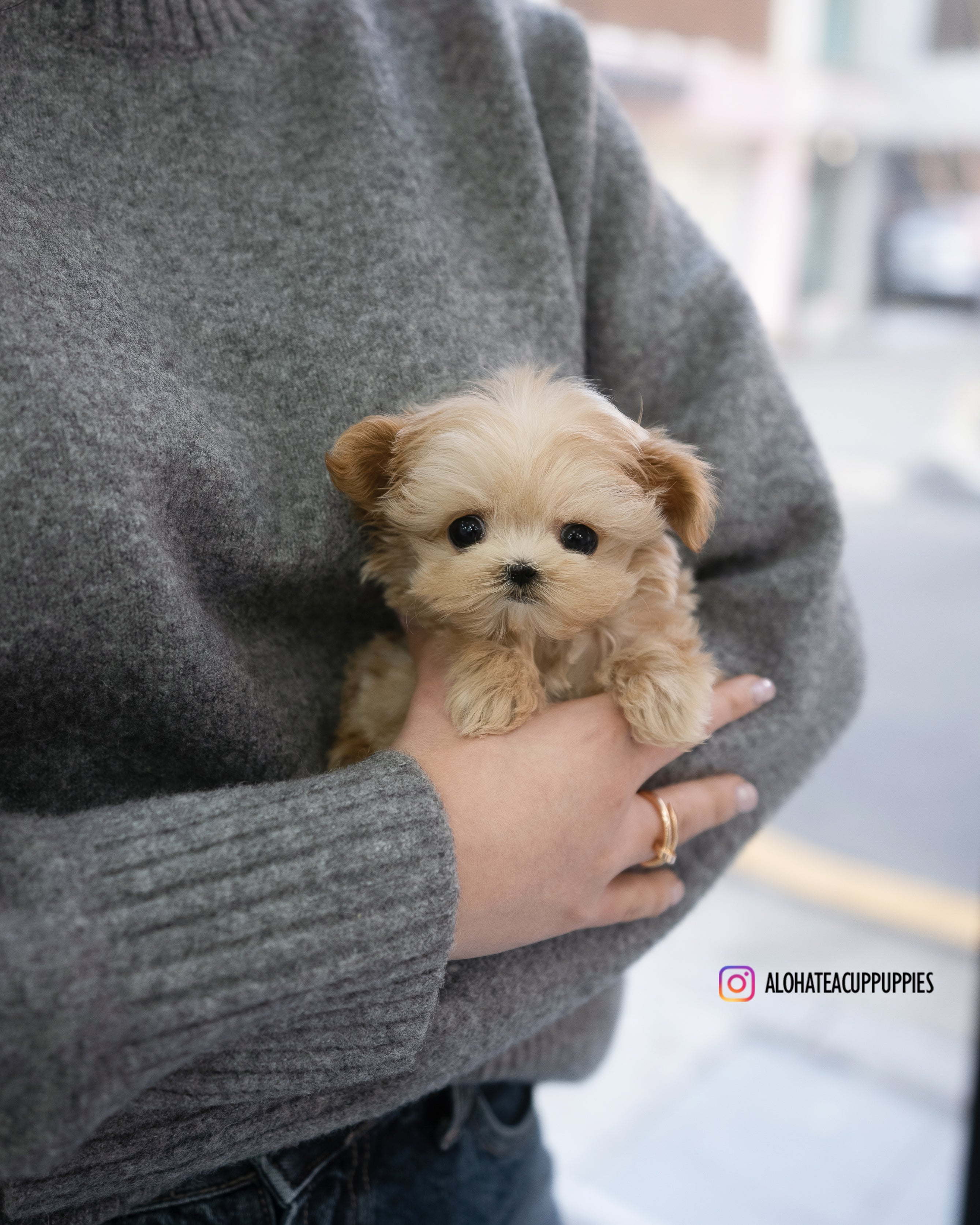 Pablo [TEACUP MALTIPOO]