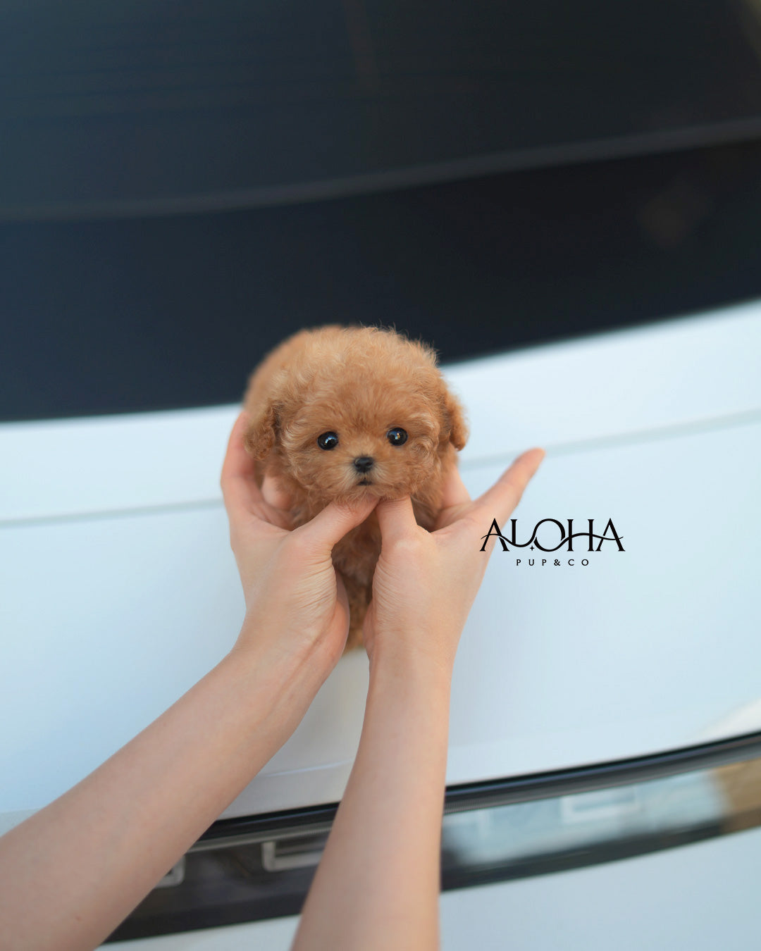Cara [TEACUP POODLE]