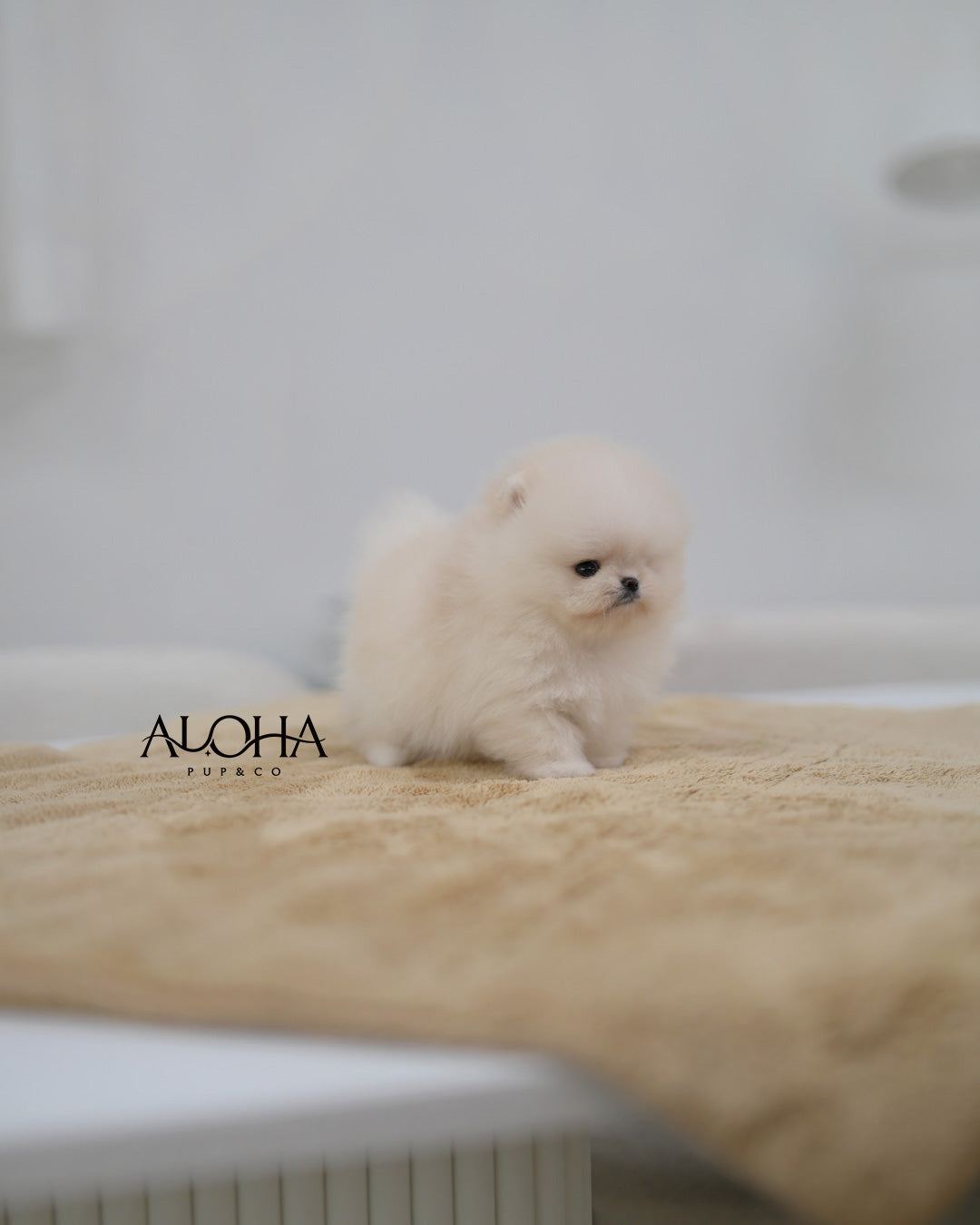 Cody [TEACUP POMERANIAN]