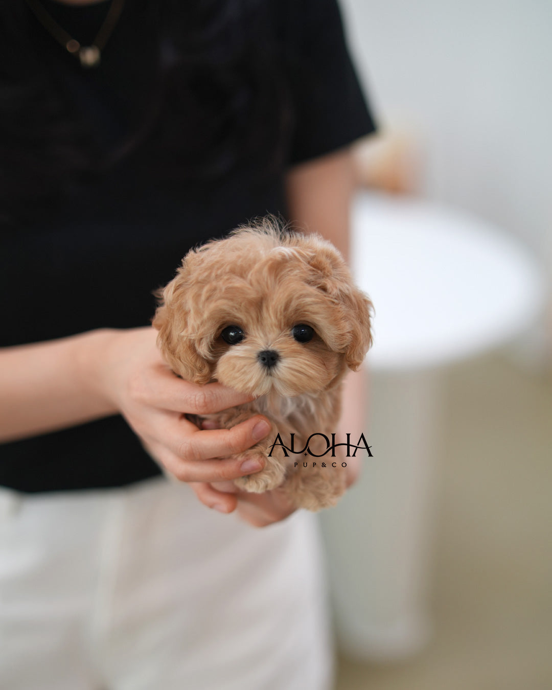 Joy [TEACUP MALTIPOO]