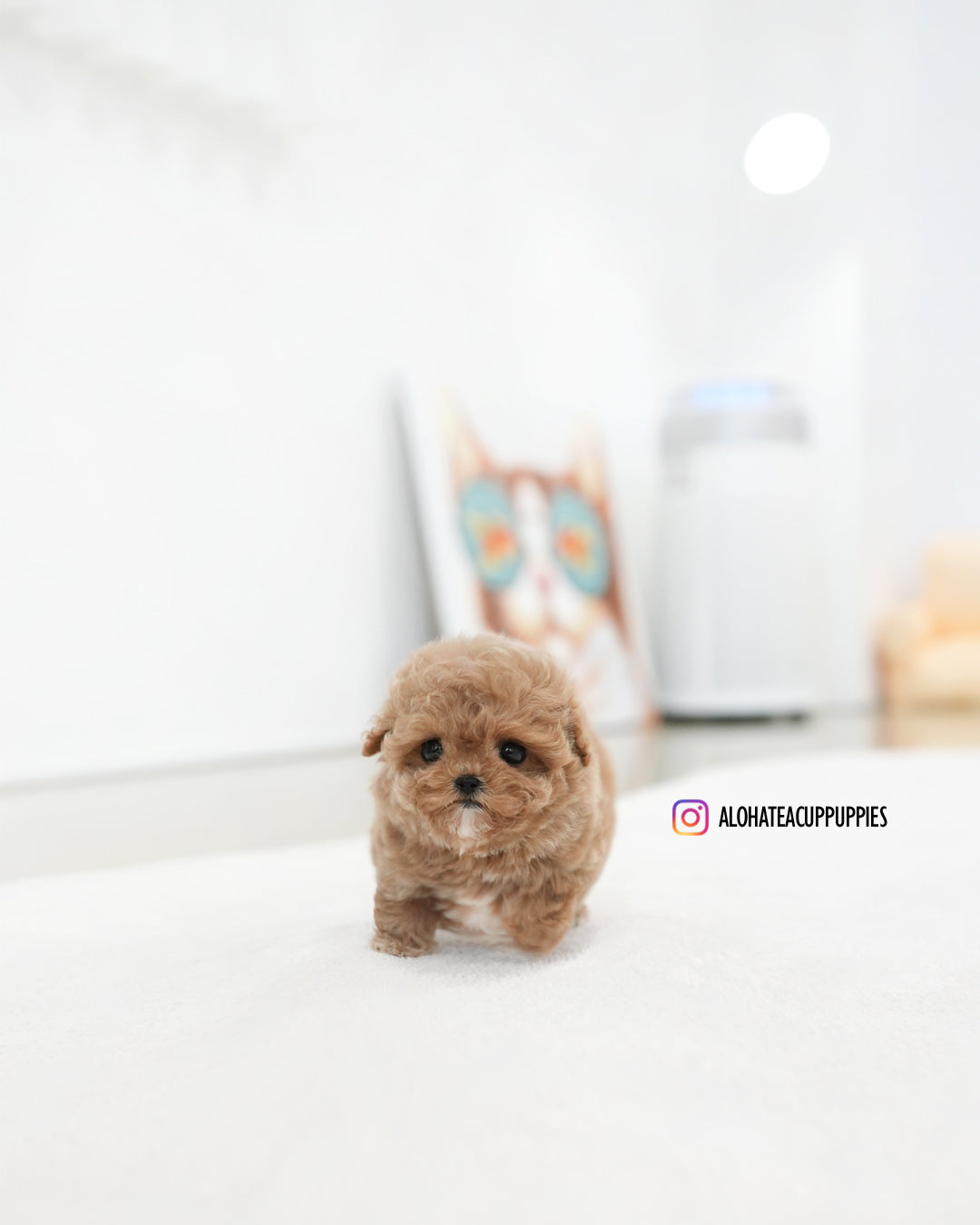 Jelly [TEACUP MALTIPOO]