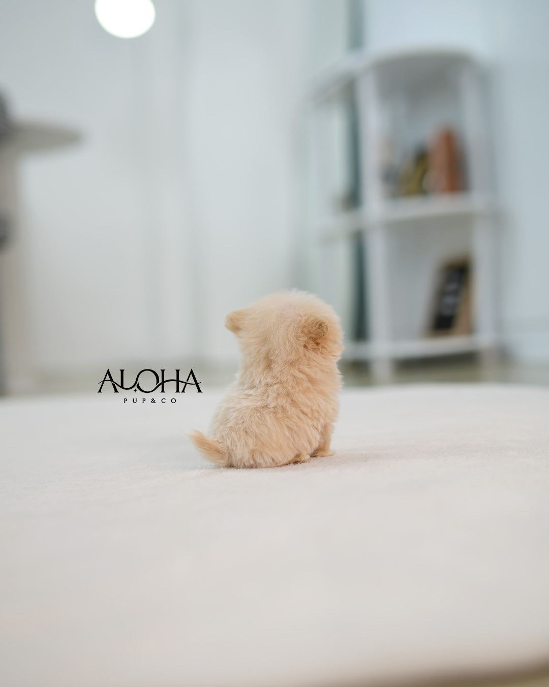 Butter [TEACUP MALTIPOO]