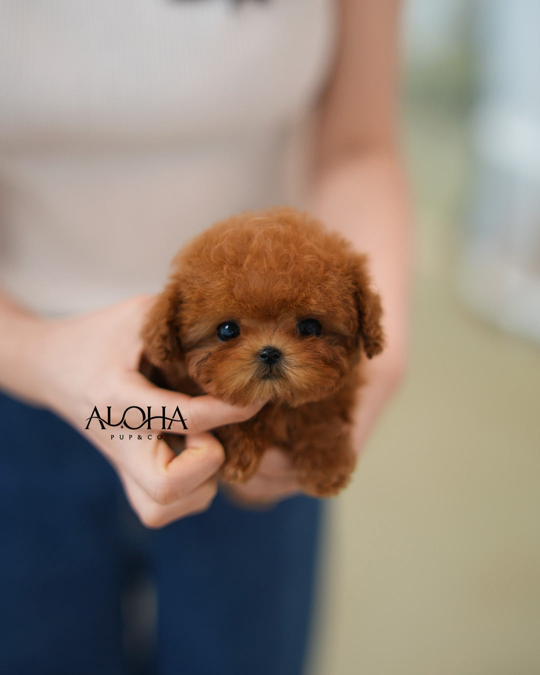 Sasha [TEACUP POODLE]