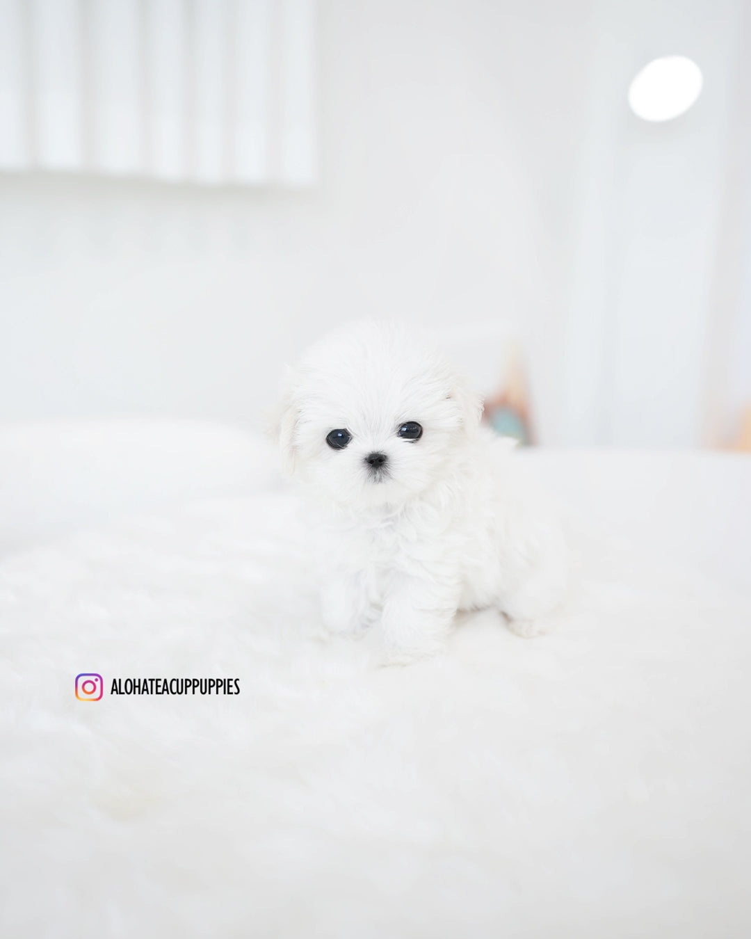 Mason [TEACUP MALTESE]