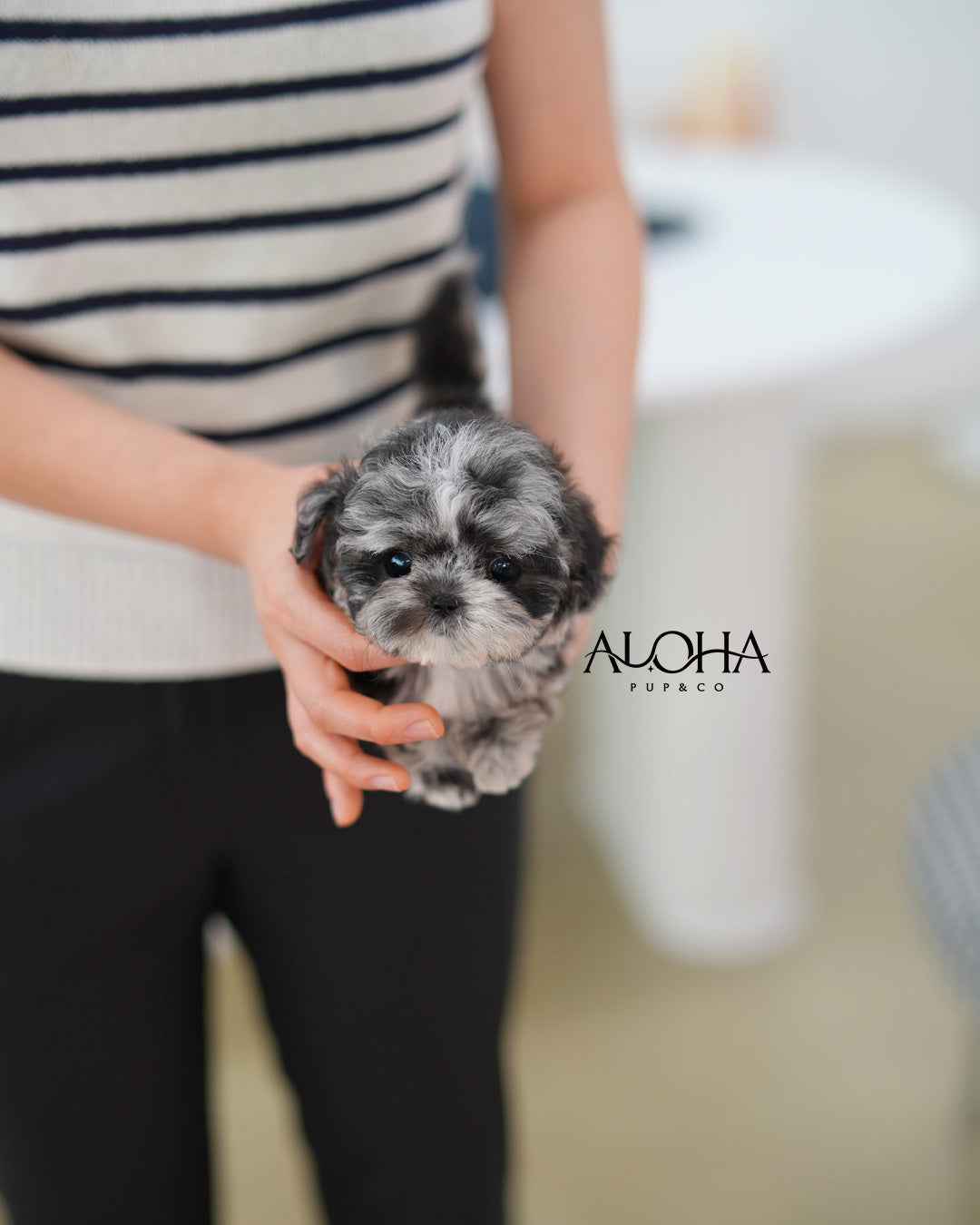 Penny [TEACUP POODLE]