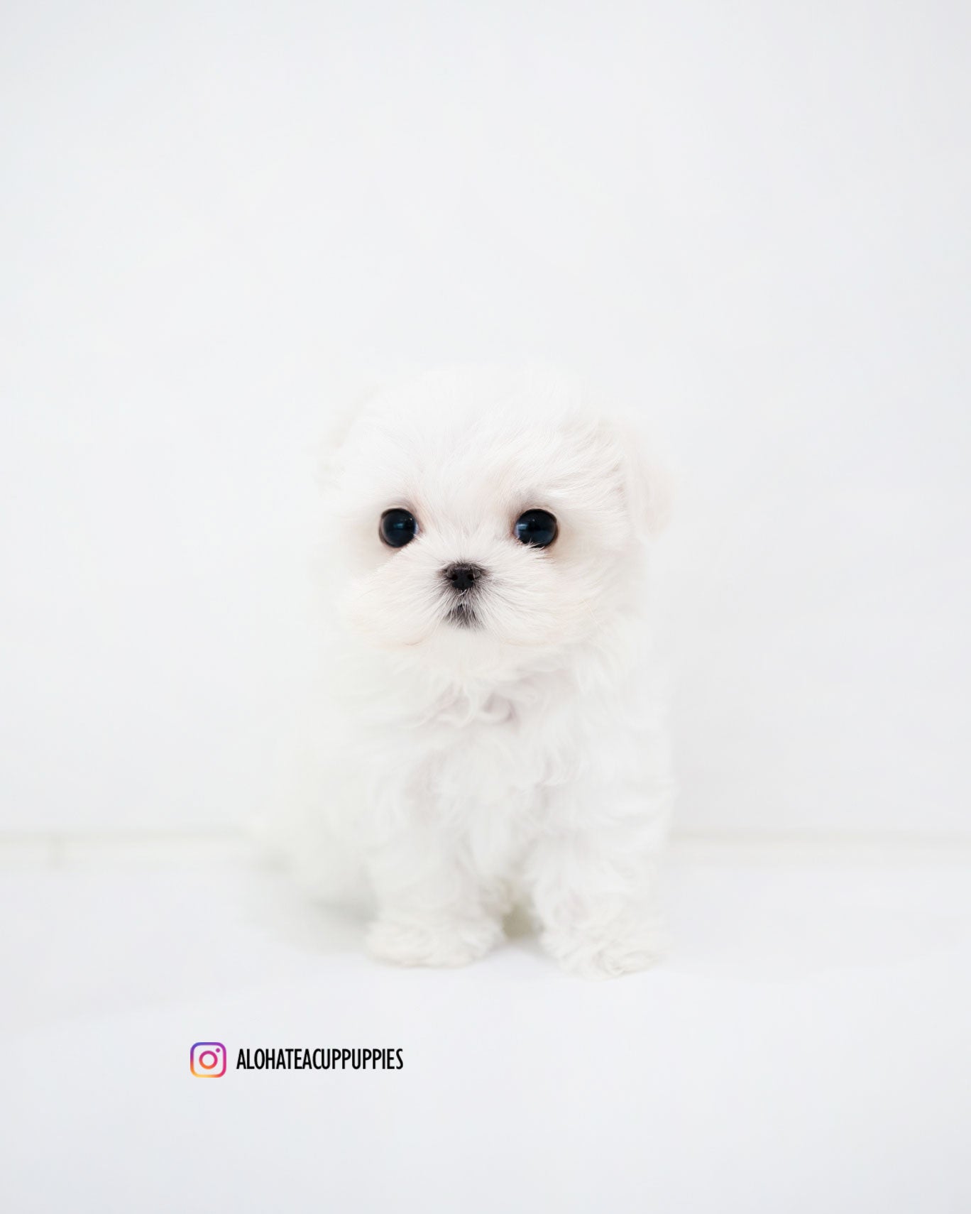 Sara [TEACUP MALTESE]