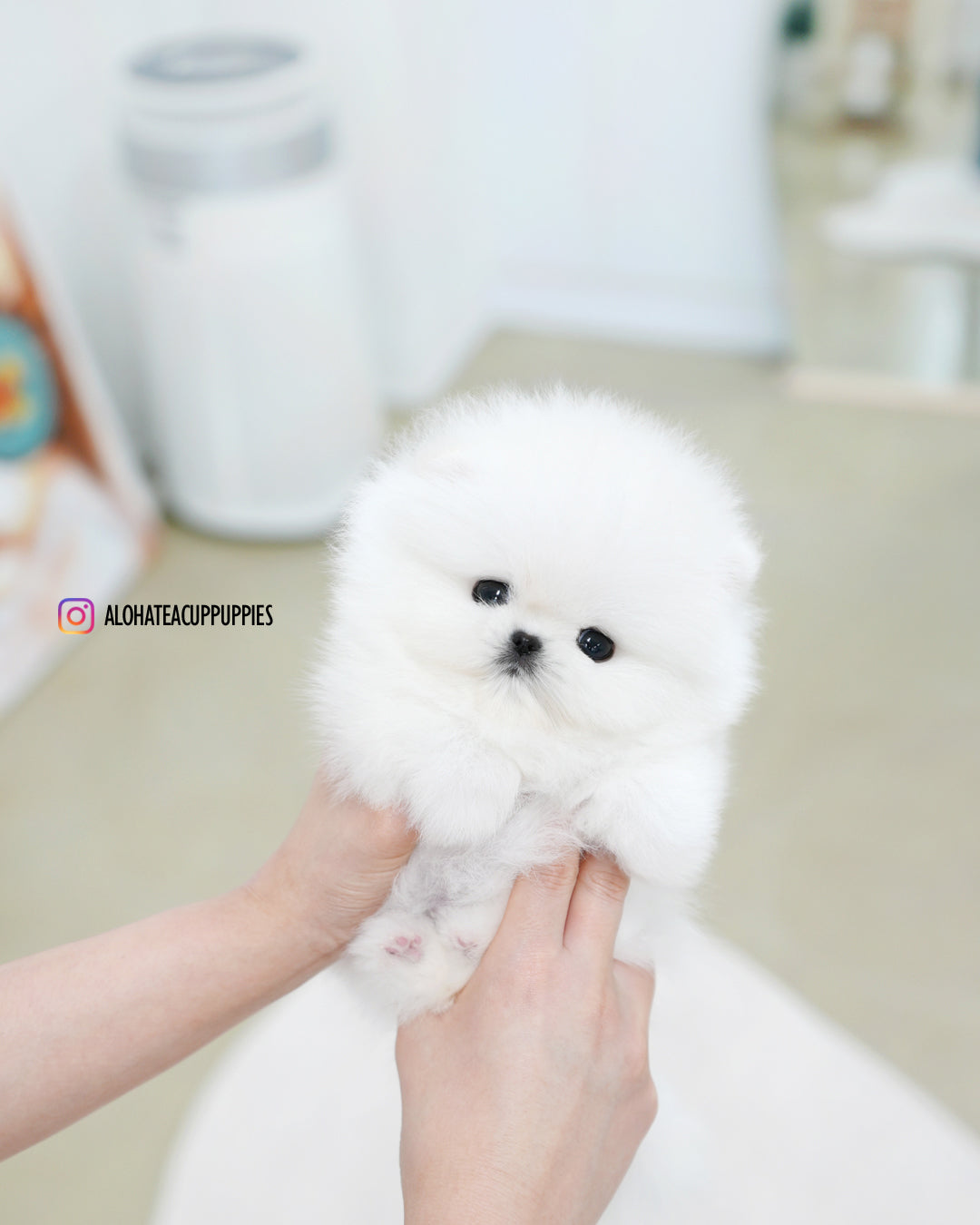 Bubble [POMERANIA TAZA DE TÉ]