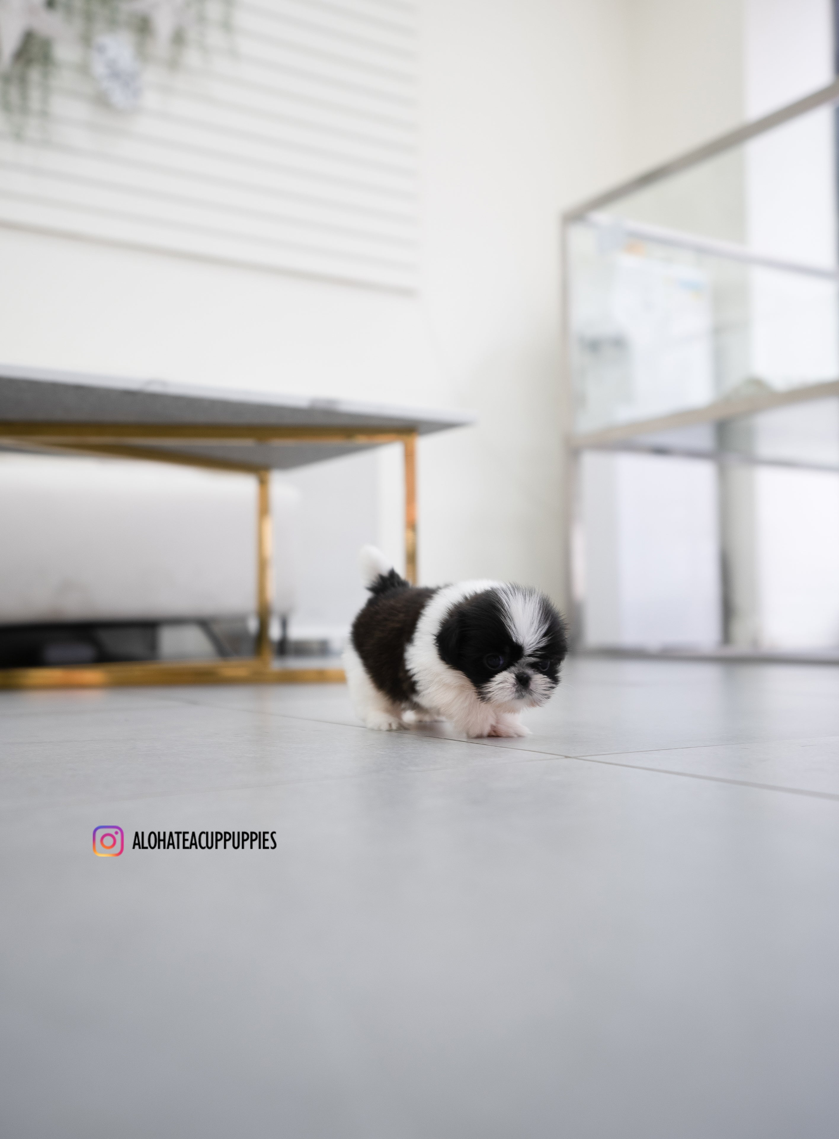 Dewey [TEACUP SHIHTZU]
