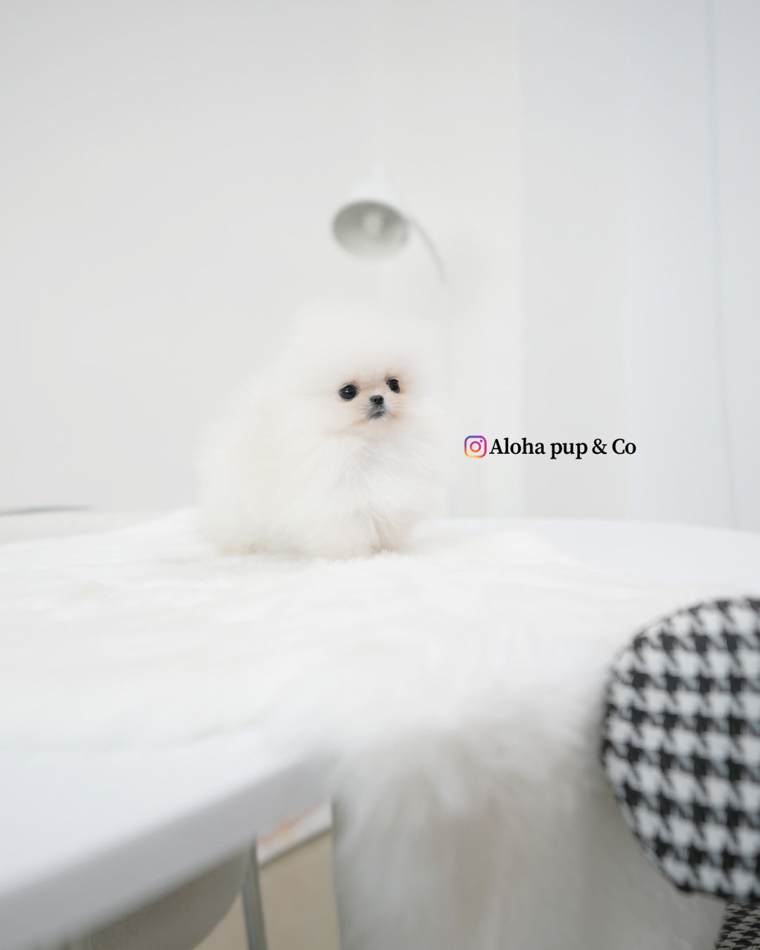 奥利弗 [茶杯博美犬]