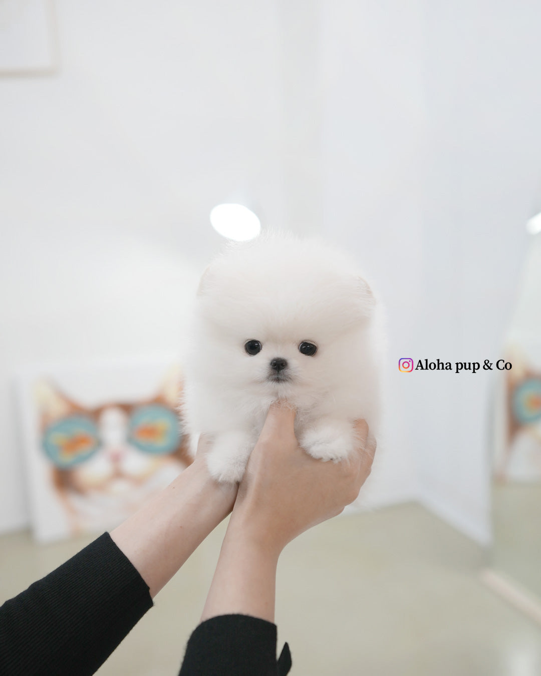Snowy [POMERANIA TAZA DE TÉ]