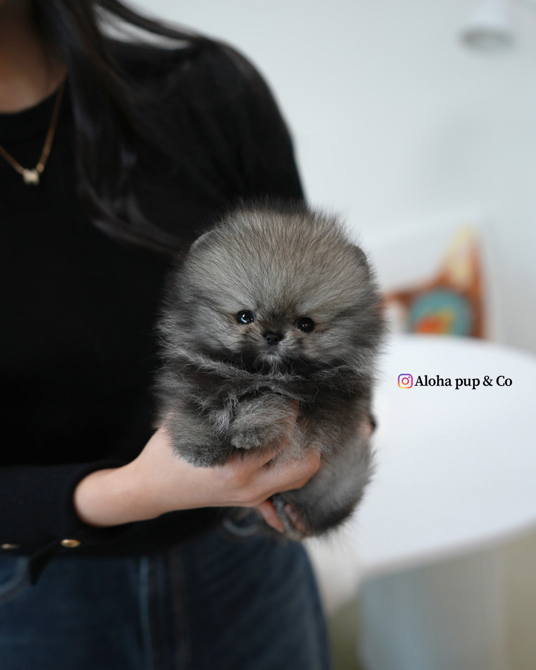 Dodo [POMERANIA TAZA DE TÉ]