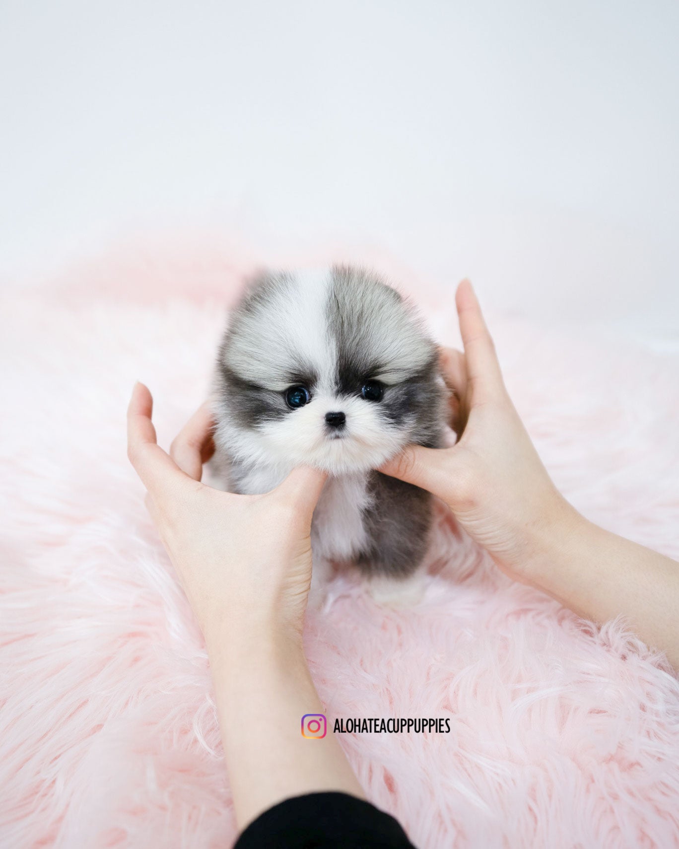 Sienna [POMERANIA TAZA DE TÉ]