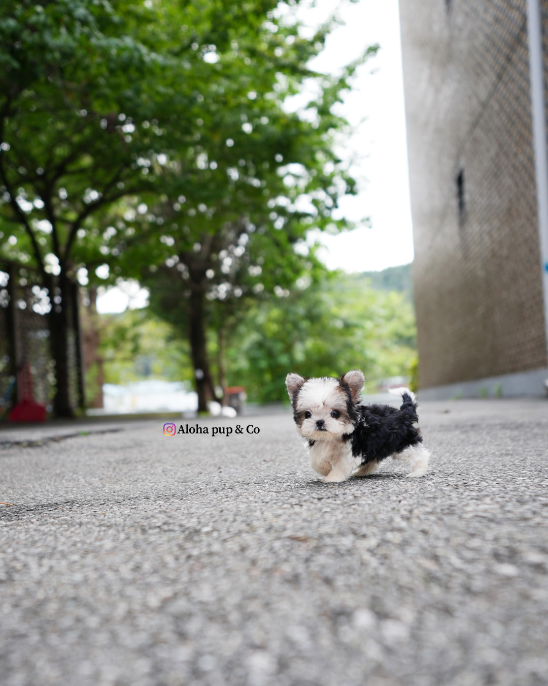 Prada [Teacup Morkie]