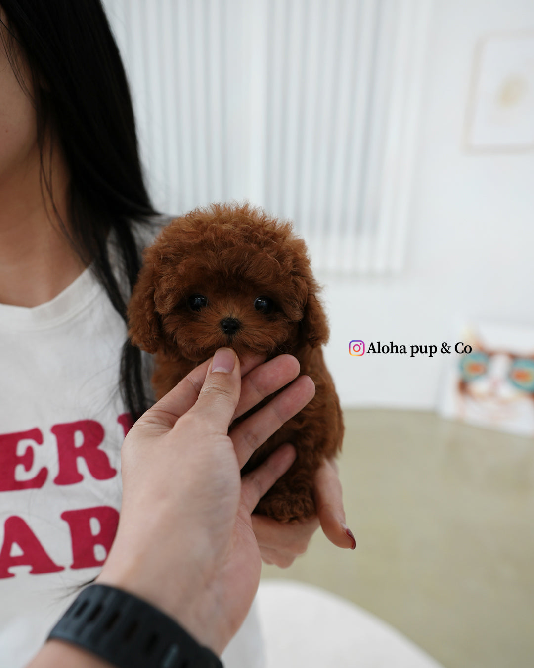 Pony [TEACUP POODLE]