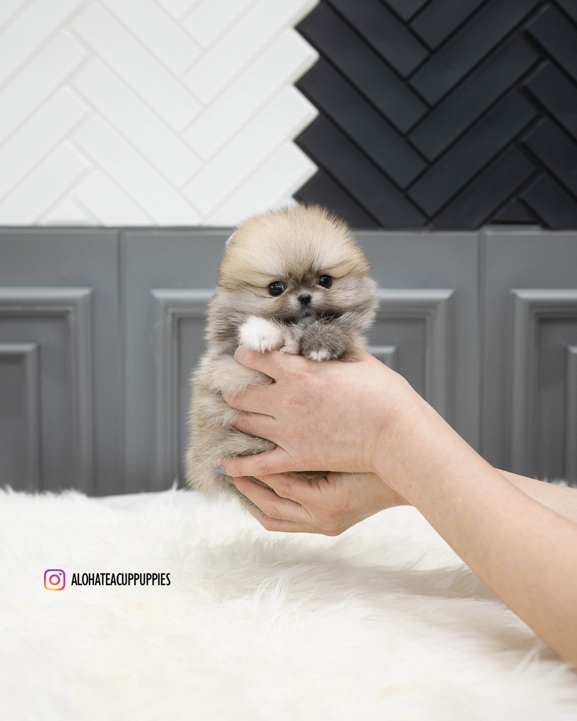 Stacy [POMERANIA TAZA DE TÉ]