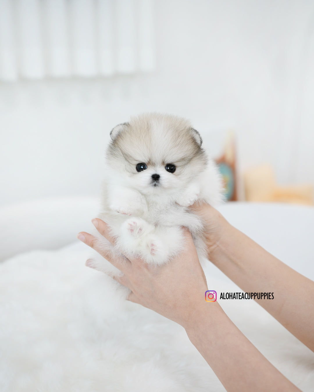 Flora [POMERANIA TAZA DE TÉ]