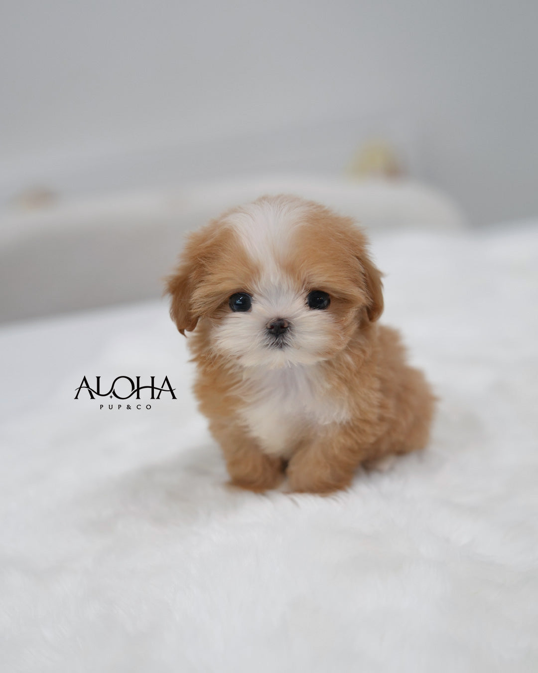 Iris [TEACUP MALTIPOO]
