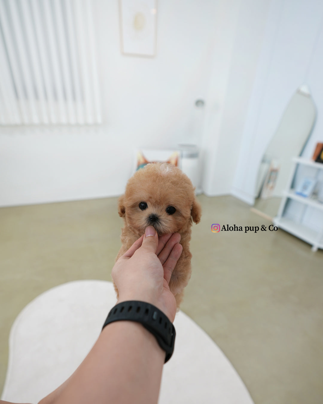 Holly [TEACUP MALTIPOO]