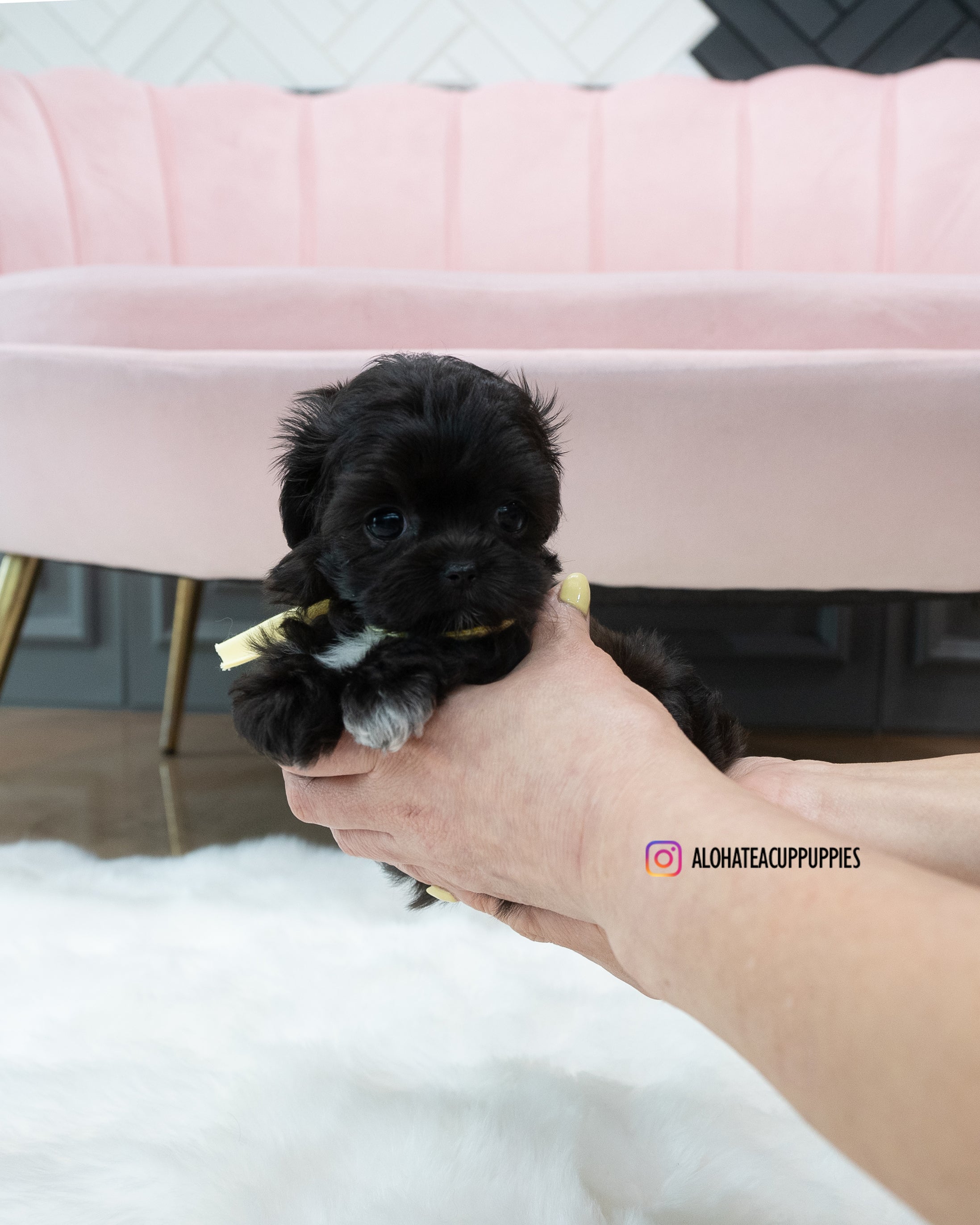 Buddy [TEACUP MALTIPOO]