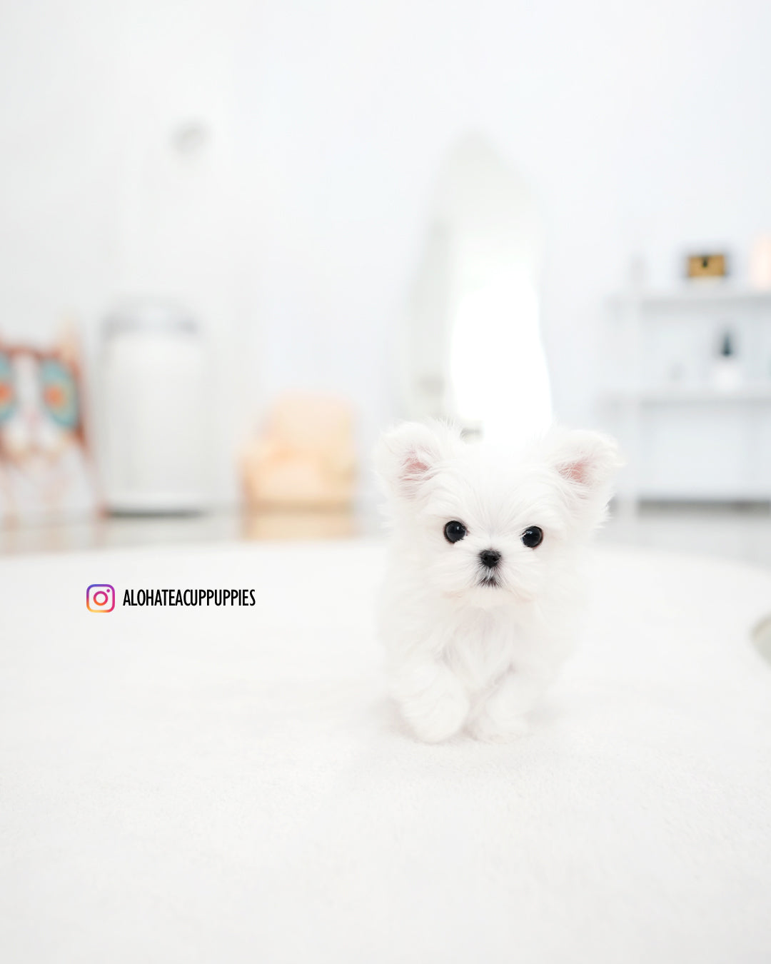 Dory [TEACUP MALTESE]