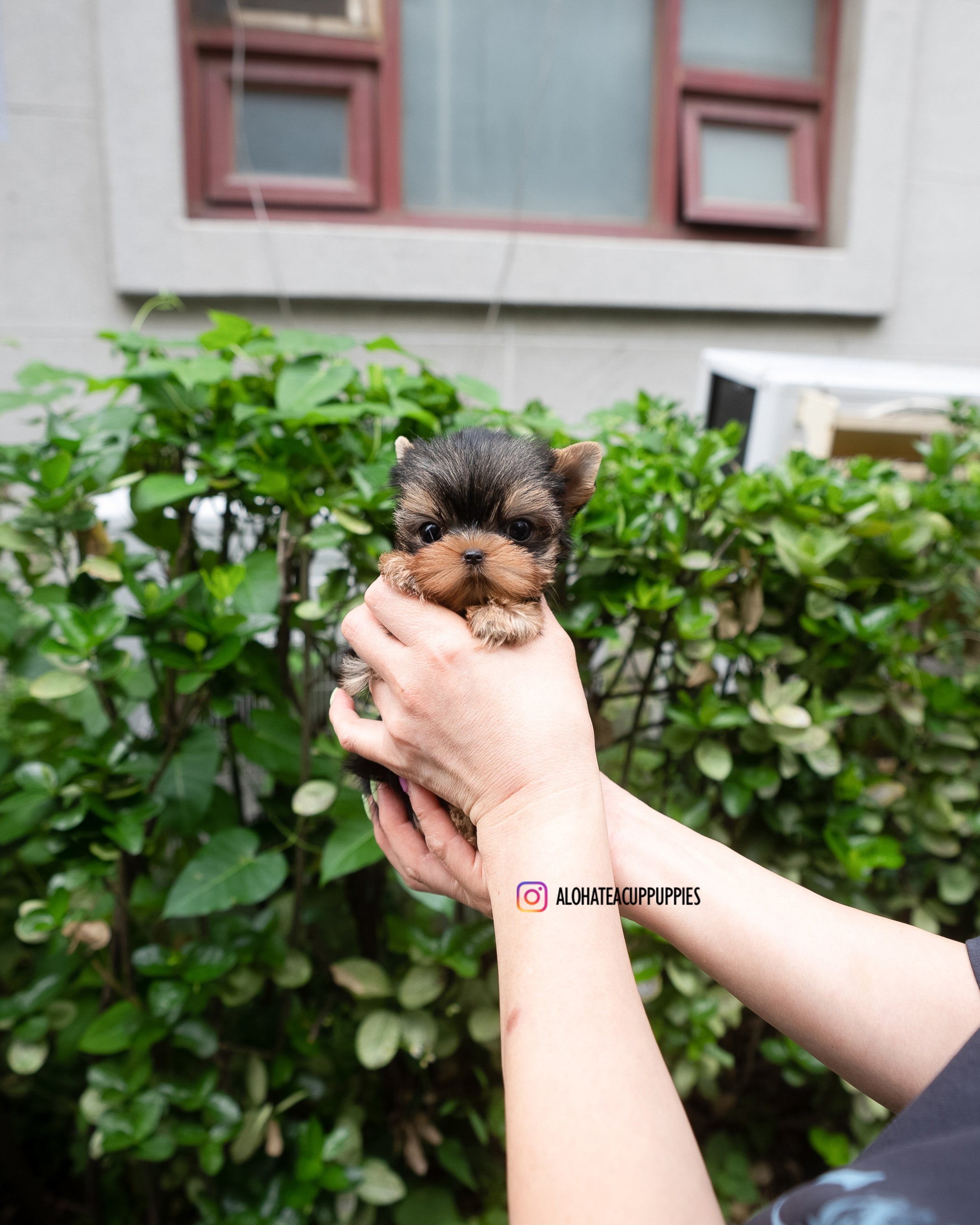 Pepsi [TEACUP YORKIE]