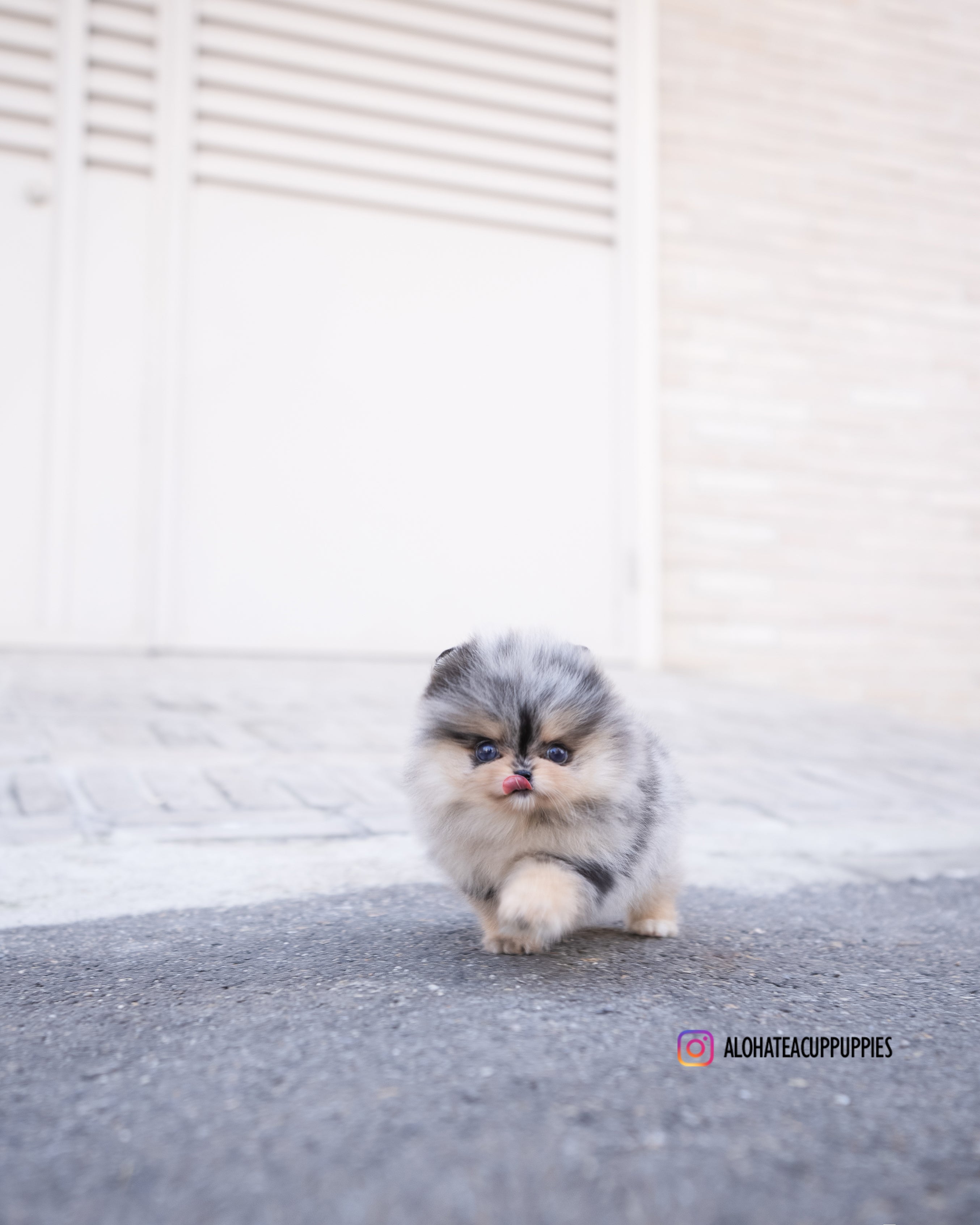 埃丝特 [茶杯博美犬]